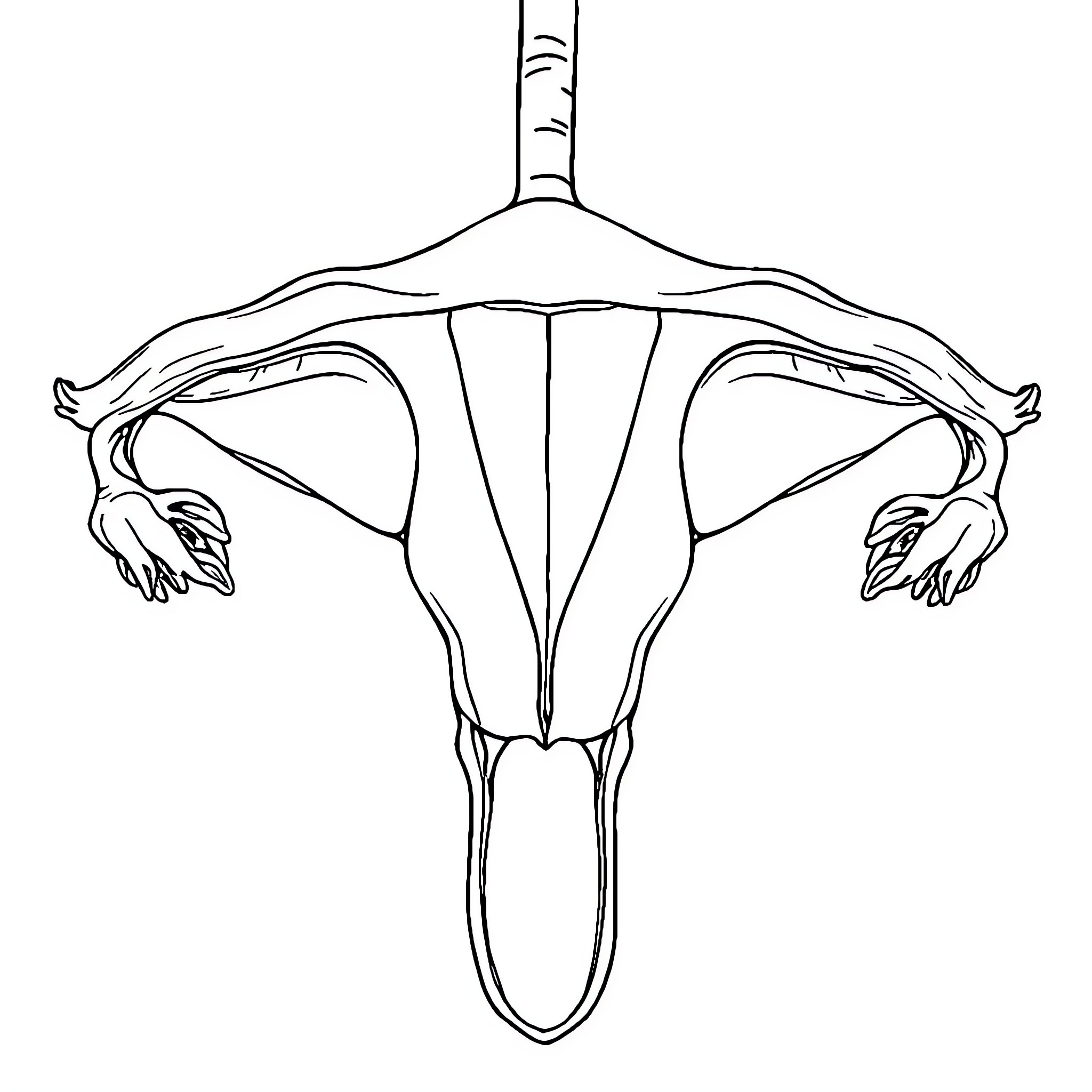 Male Reproductive System Anatomy Diagram Coloring Page (free black-and-white line drawing printable PDF for all, from beginners to advanced learners, including children, teens, adults, and seniors)