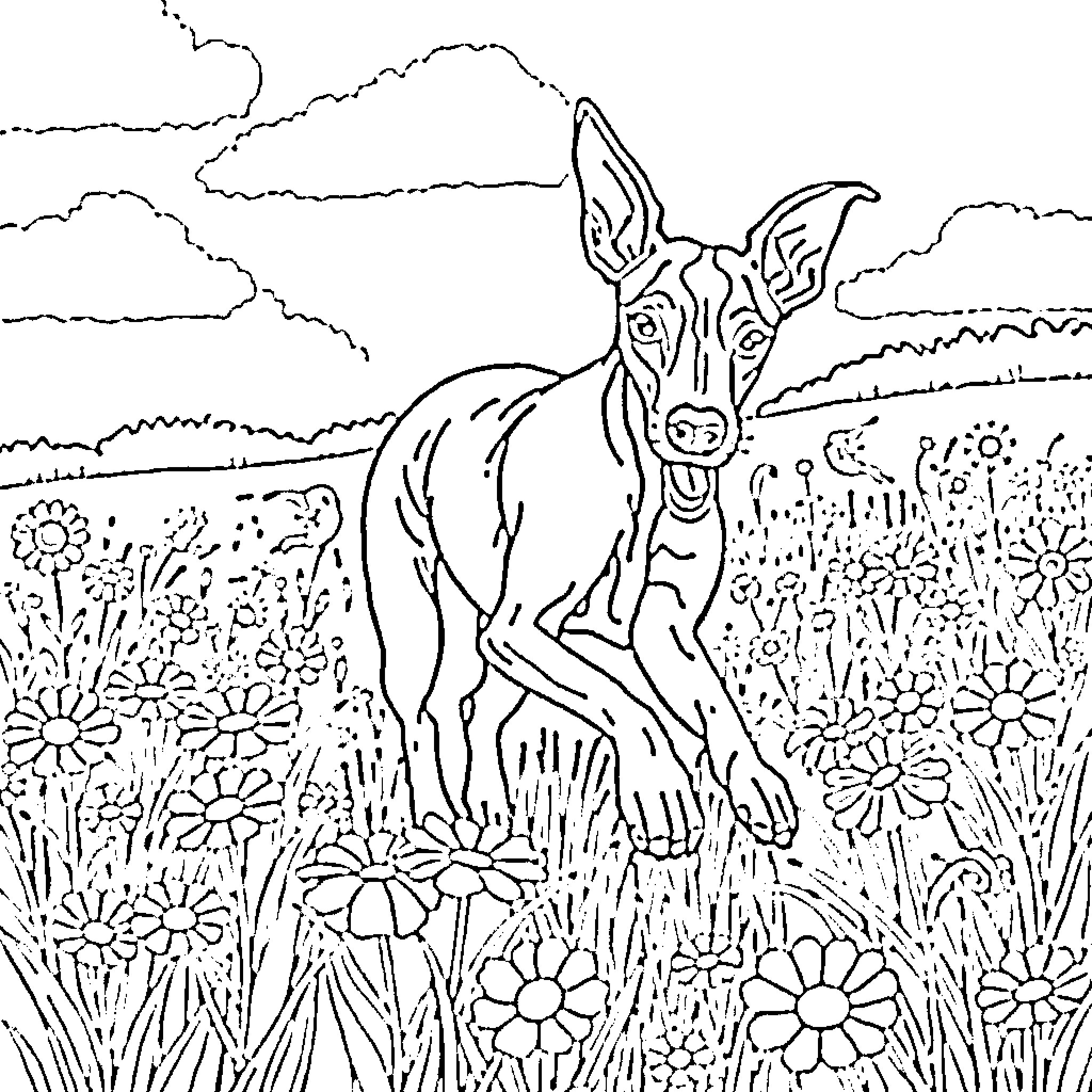 Italian Greyhound enjoying a peaceful meadow Coloring Page (free black-and-white line drawing printable PDF for all, from beginners to advanced learners, including children, teens, adults, and seniors)
