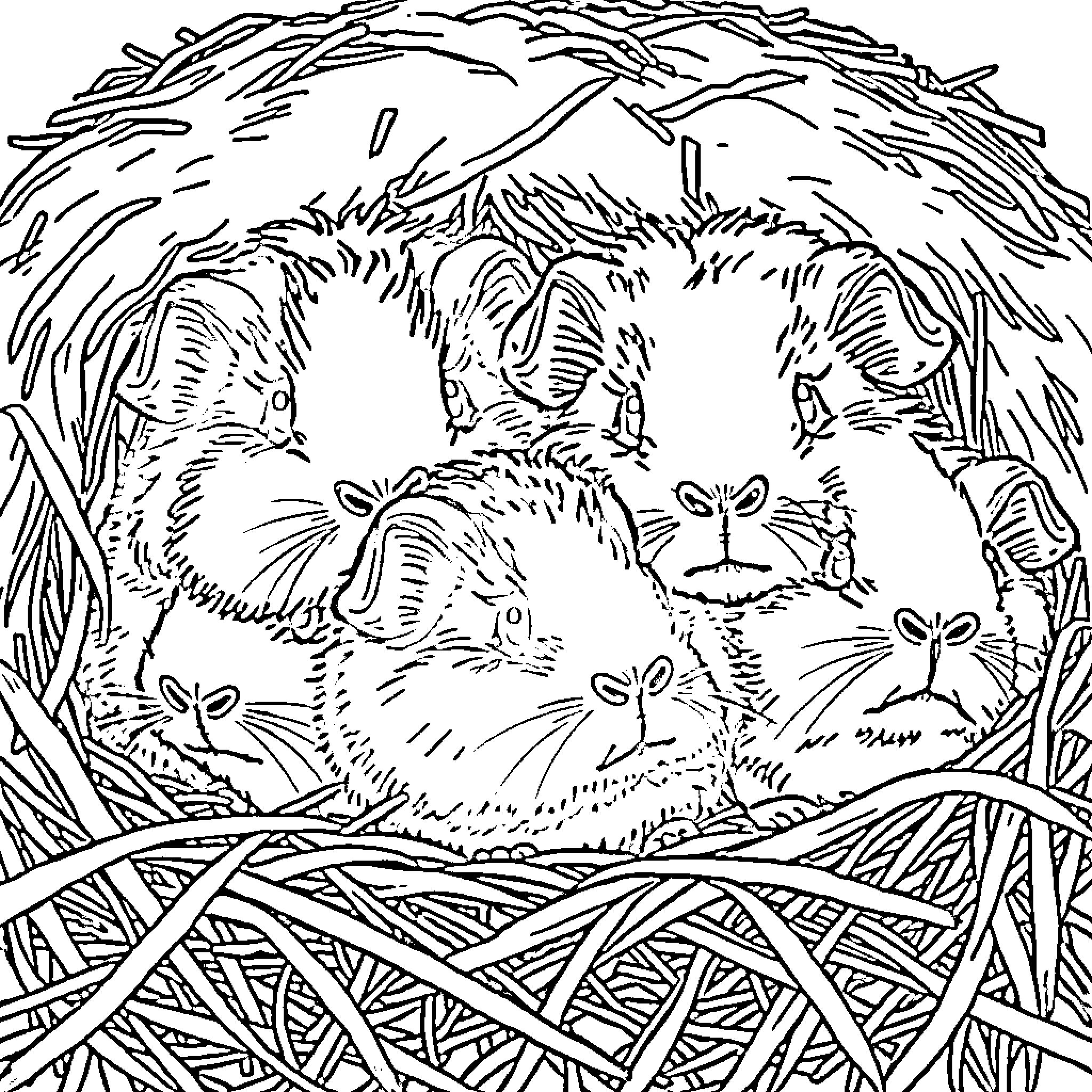 Guinea Pigs Peeking from Nest Coloring Page (free black-and-white line drawing printable PDF for all, from beginners to advanced learners, including children, teens, adults, and seniors)