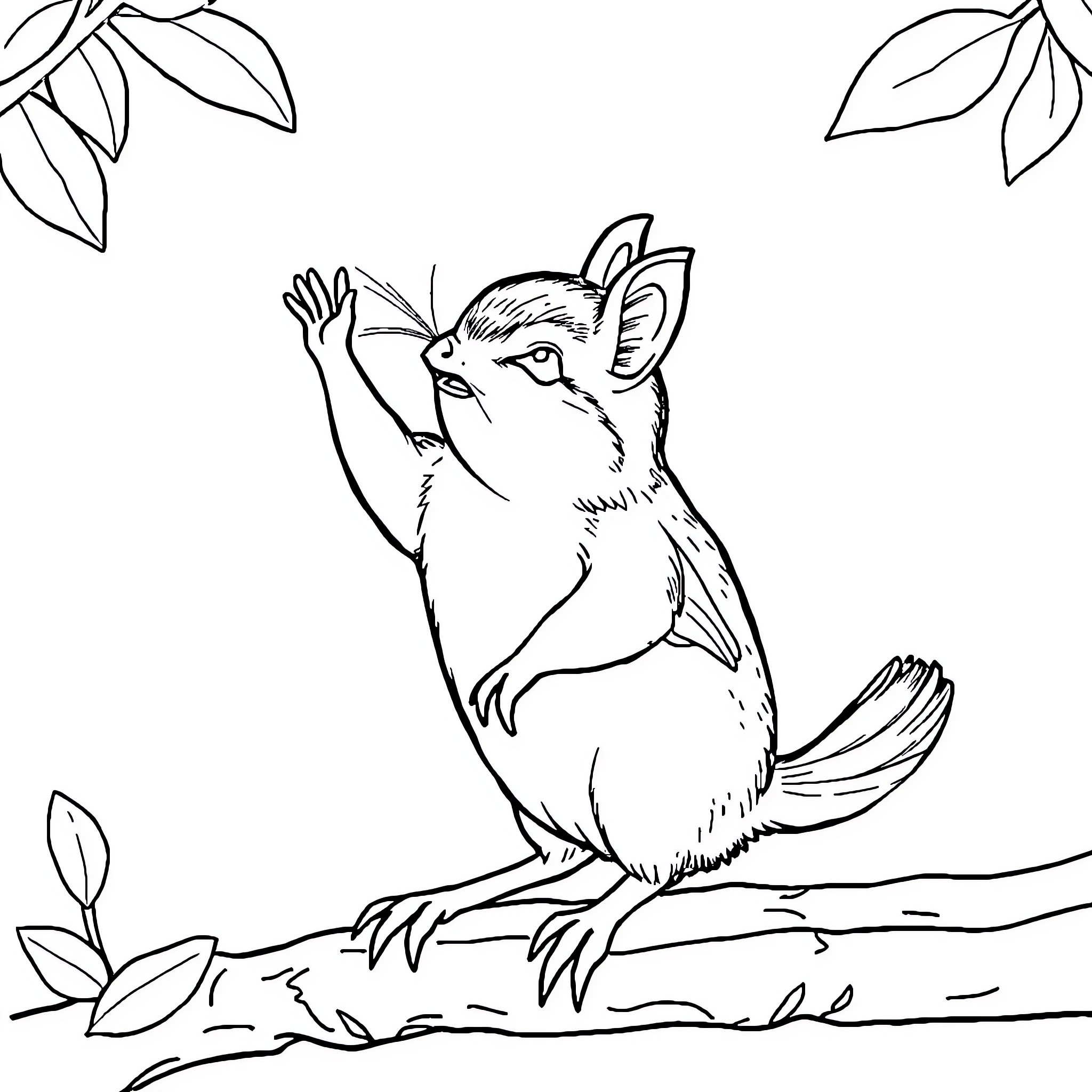 Squirrel waving its arms excitedly Coloring Page (free black-and-white line drawing printable PDF for all, from beginners to advanced learners, including children, teens, adults, and seniors)