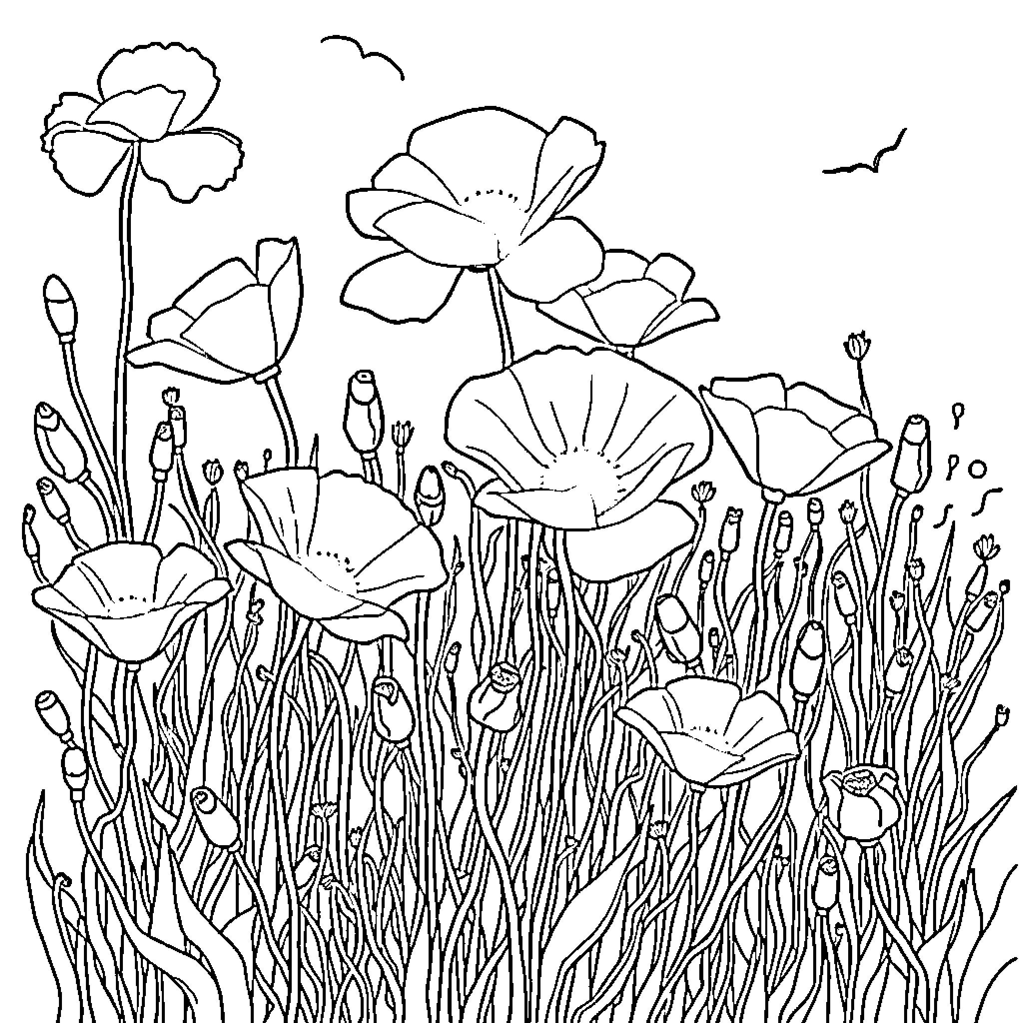 Poppy Flowers Blooming in the Meadow Coloring Page (free black-and-white line drawing printable PDF for all, from beginners to advanced learners, including children, teens, adults, and seniors)