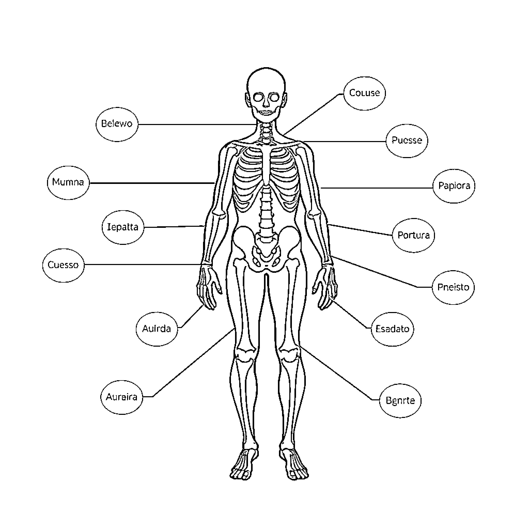 Bone Structure Diagram with Labeled Parts Coloring Page (free black-and-white line drawing printable PDF for all, from beginners to advanced learners, including children, teens, adults, and seniors)