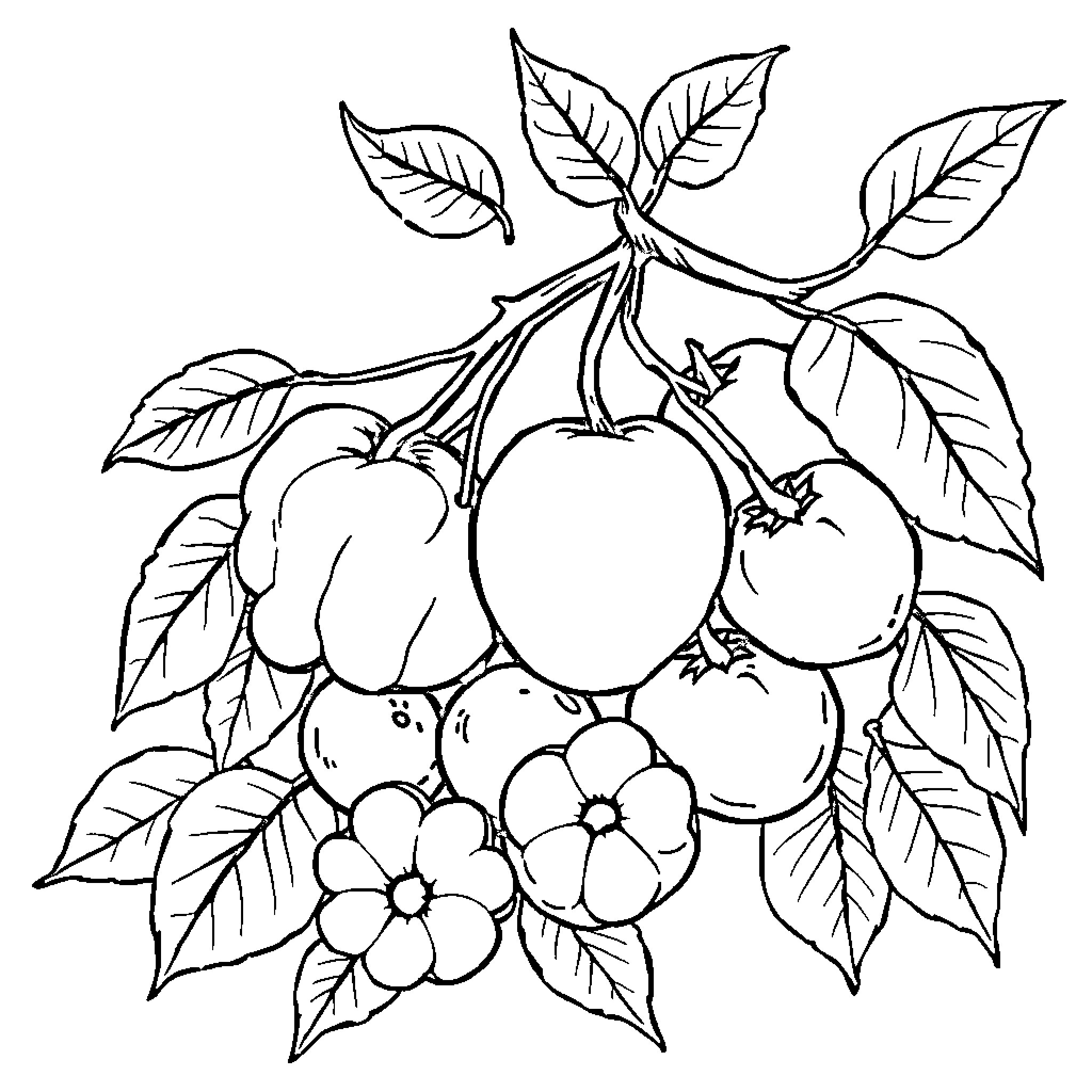 Fruit branch with blossoms and leaves Coloring Page (free black-and-white line drawing printable PDF for all, from beginners to advanced learners, including children, teens, adults, and seniors)