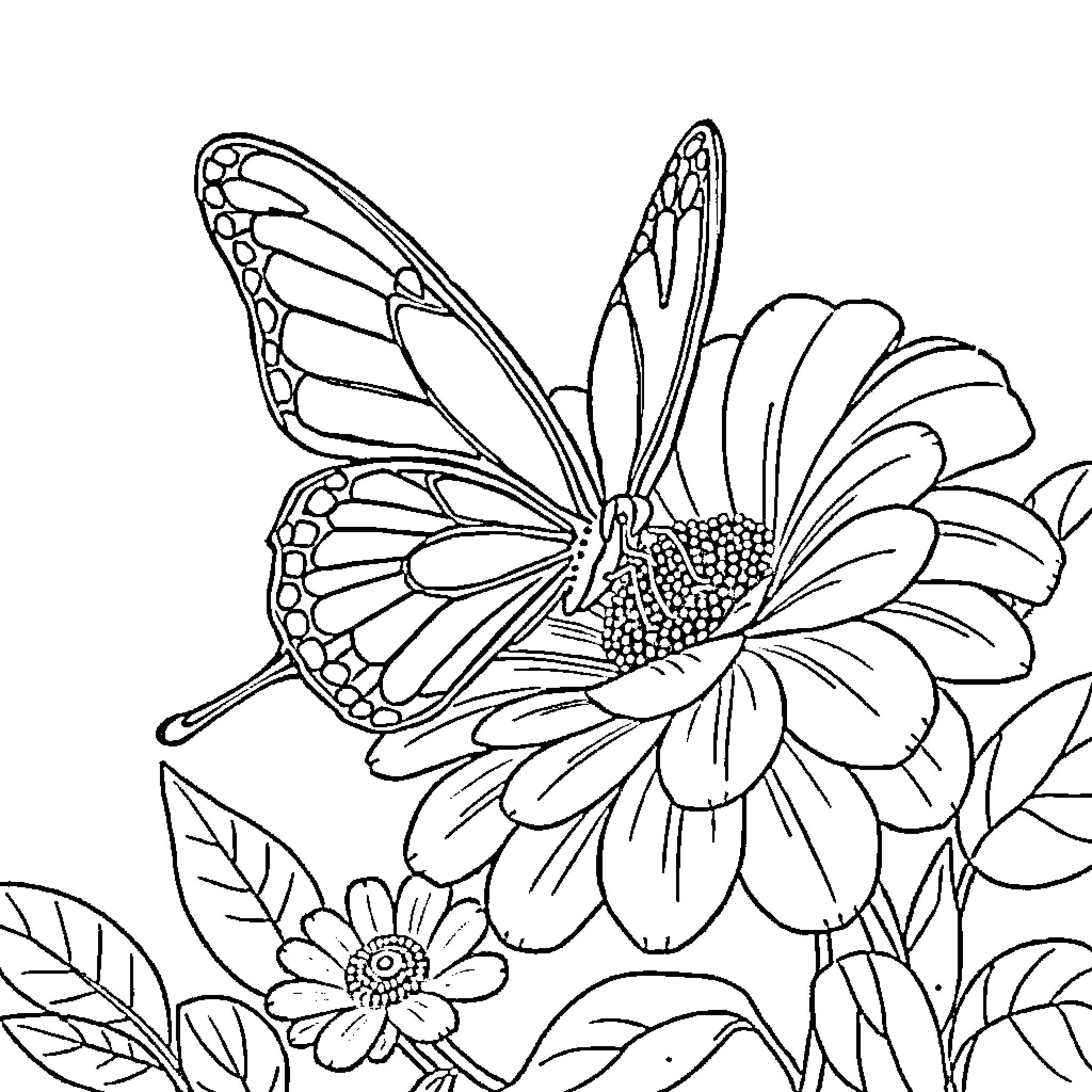 Butterfly resting on a flower with intricate patterns Coloring Page (free black-and-white line drawing printable PDF for all, from beginners to advanced learners, including children, teens, adults, and seniors)