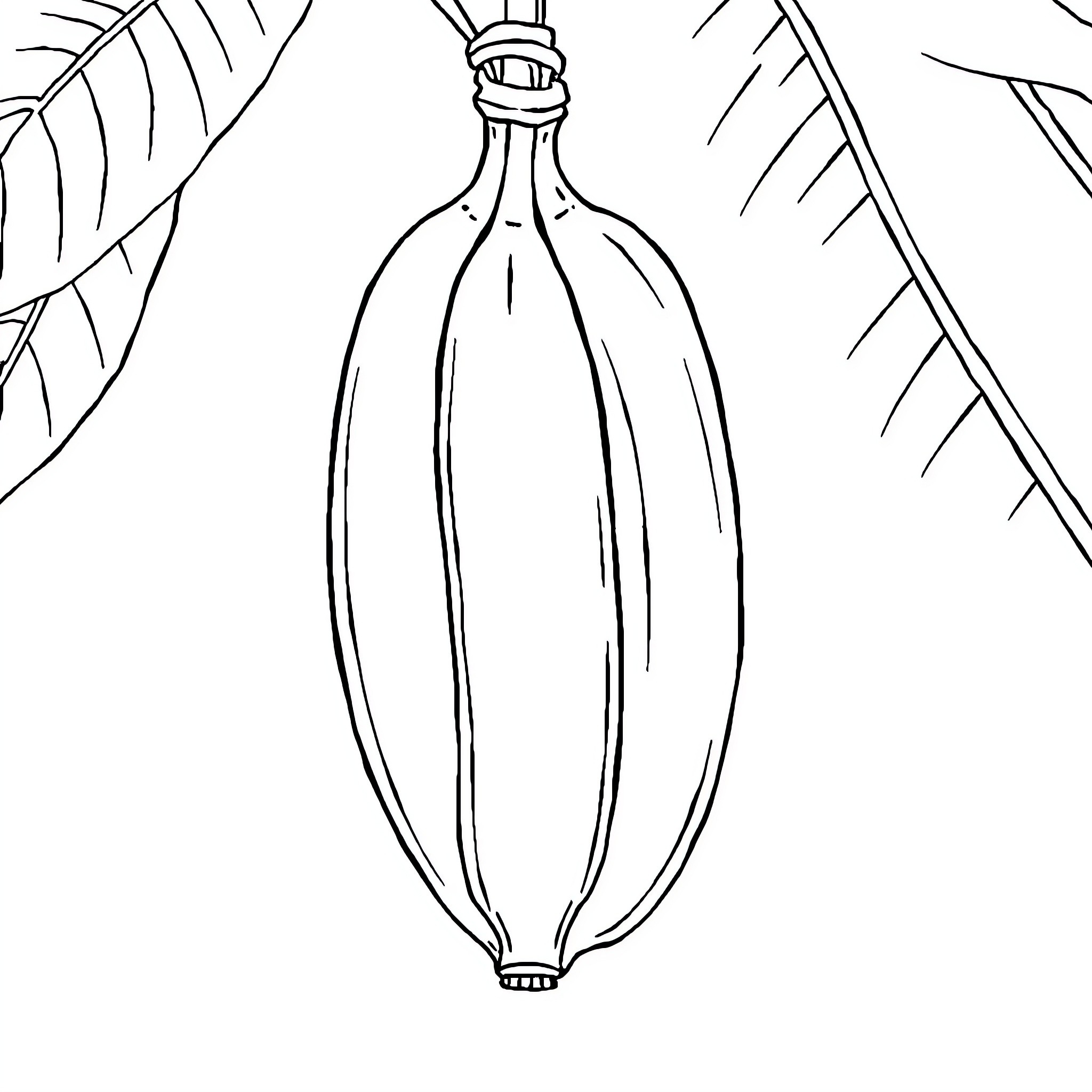 Banana hanging from tropical leaves Coloring Page (free black-and-white line drawing printable PDF for all, from beginners to advanced learners, including children, teens, adults, and seniors)