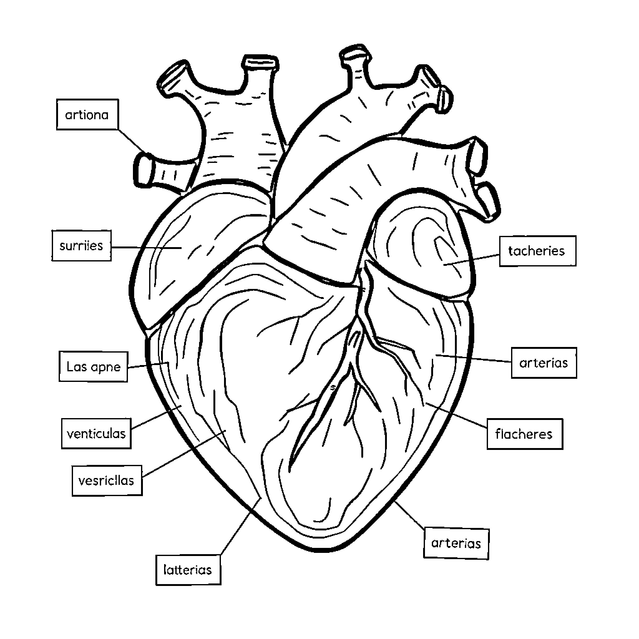 Corazon: Anatomical Heart Diagram Coloring Page (free black-and-white line drawing printable PDF for all, from beginners to advanced learners, including children, teens, adults, and seniors)