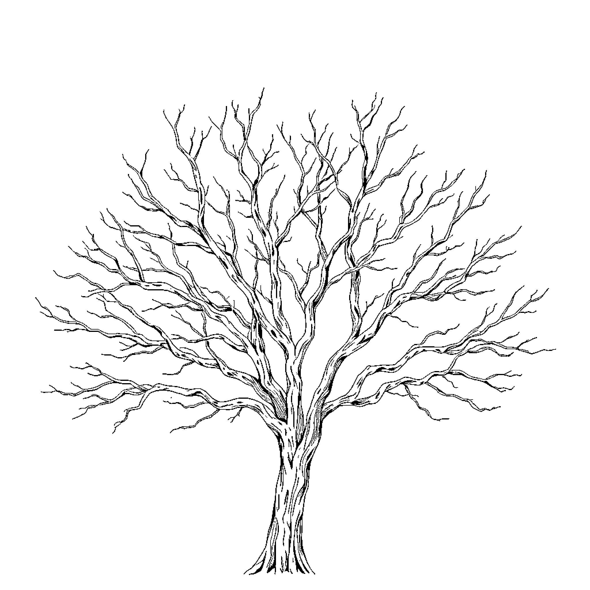 Tree with bare, twisted branches Coloring Page (free black-and-white line drawing printable PDF for all, from beginners to advanced learners, including children, teens, adults, and seniors)