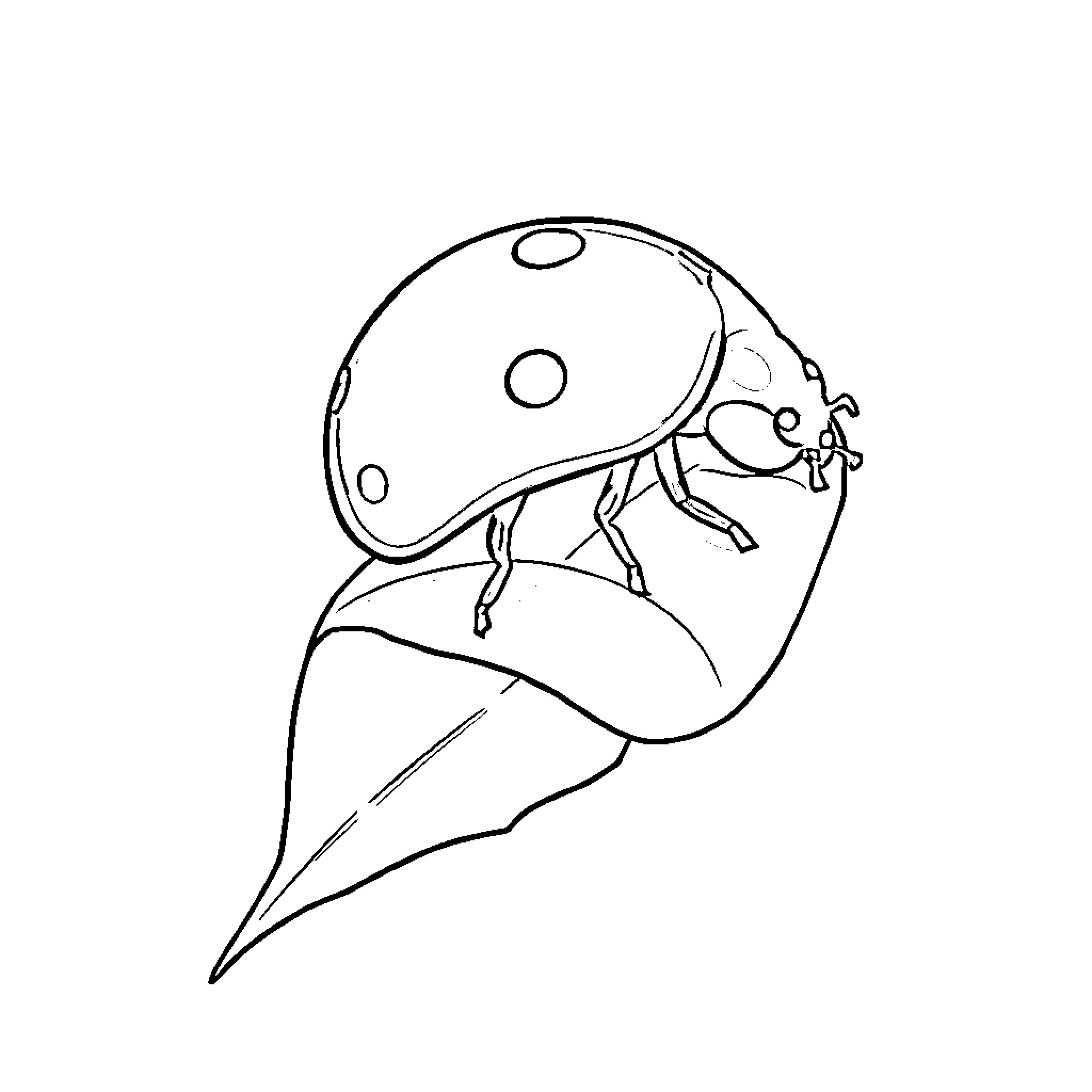 Ladybug exploring a leaf Coloring Page (free black-and-white line drawing printable PDF for all, from beginners to advanced learners, including children, teens, adults, and seniors)