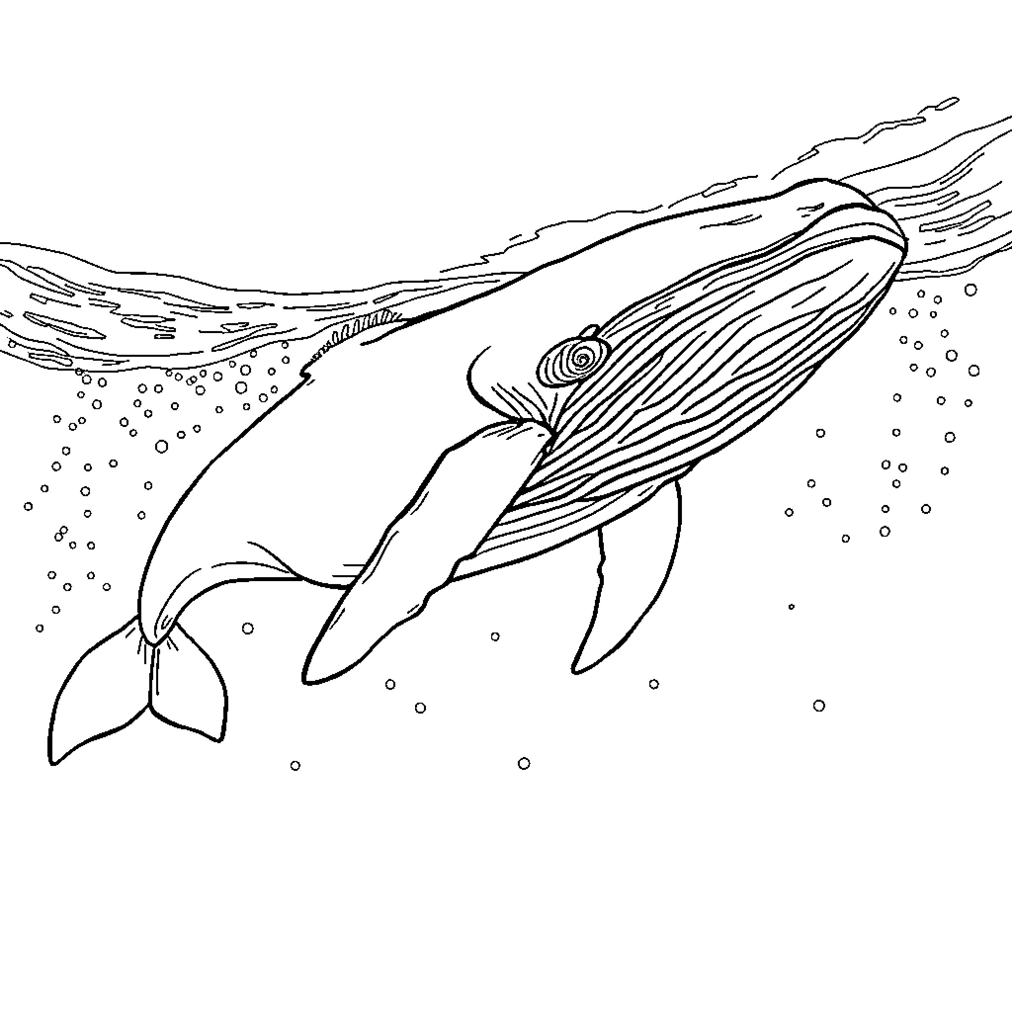 Whale swimming gracefully in the ocean Coloring Page (free black-and-white line drawing printable PDF for all, from beginners to advanced learners, including children, teens, adults, and seniors)