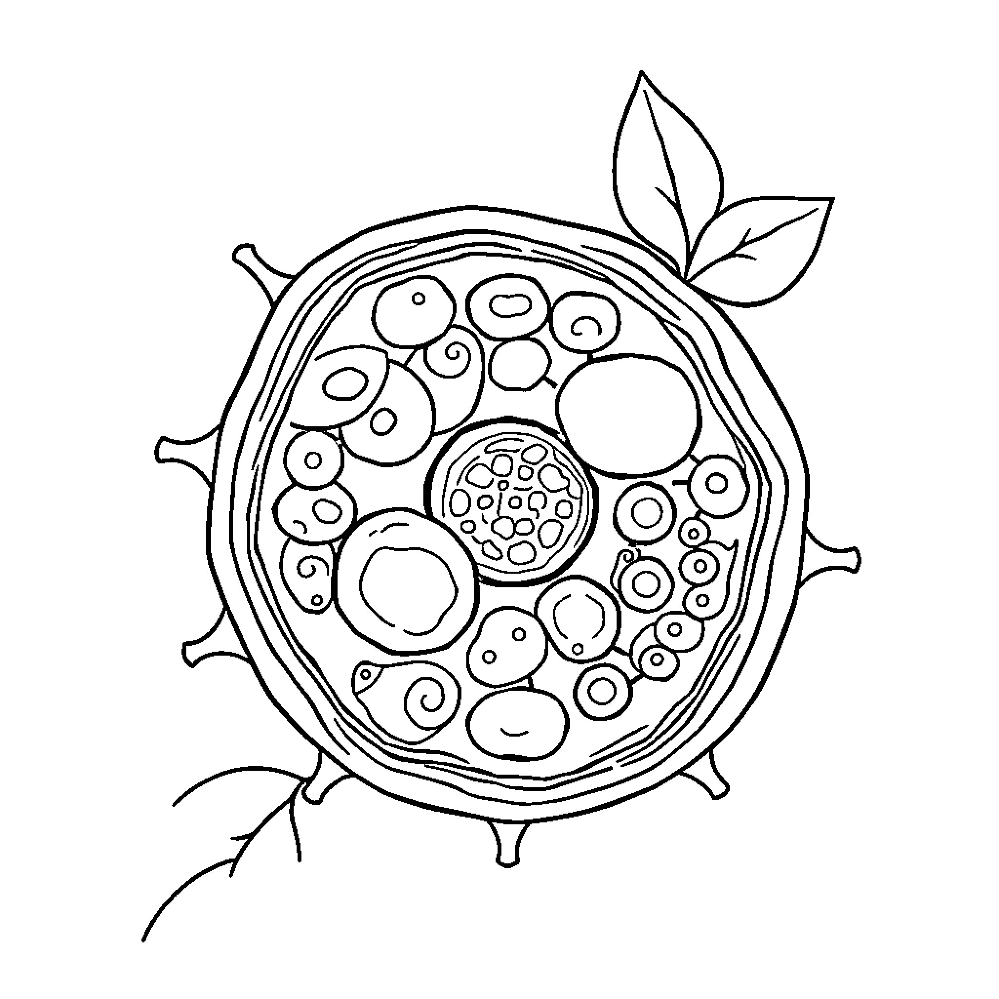 Plant Cell Illustration with Cellular Structures Coloring Page (free black-and-white line drawing printable PDF for all, from beginners to advanced learners, including children, teens, adults, and seniors)