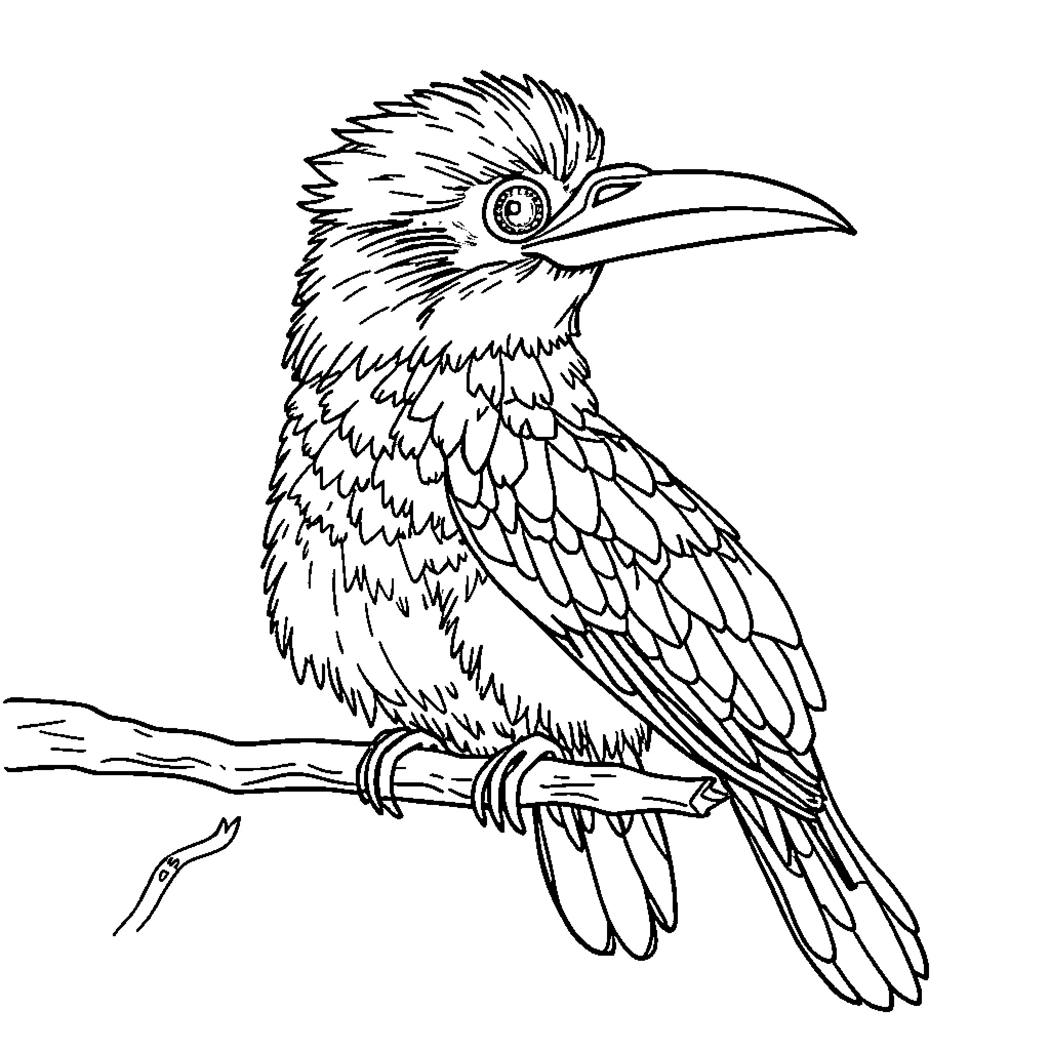 Kookaburra perched on a tree branch Coloring Page (free black-and-white line drawing printable PDF for all, from beginners to advanced learners, including children, teens, adults, and seniors)