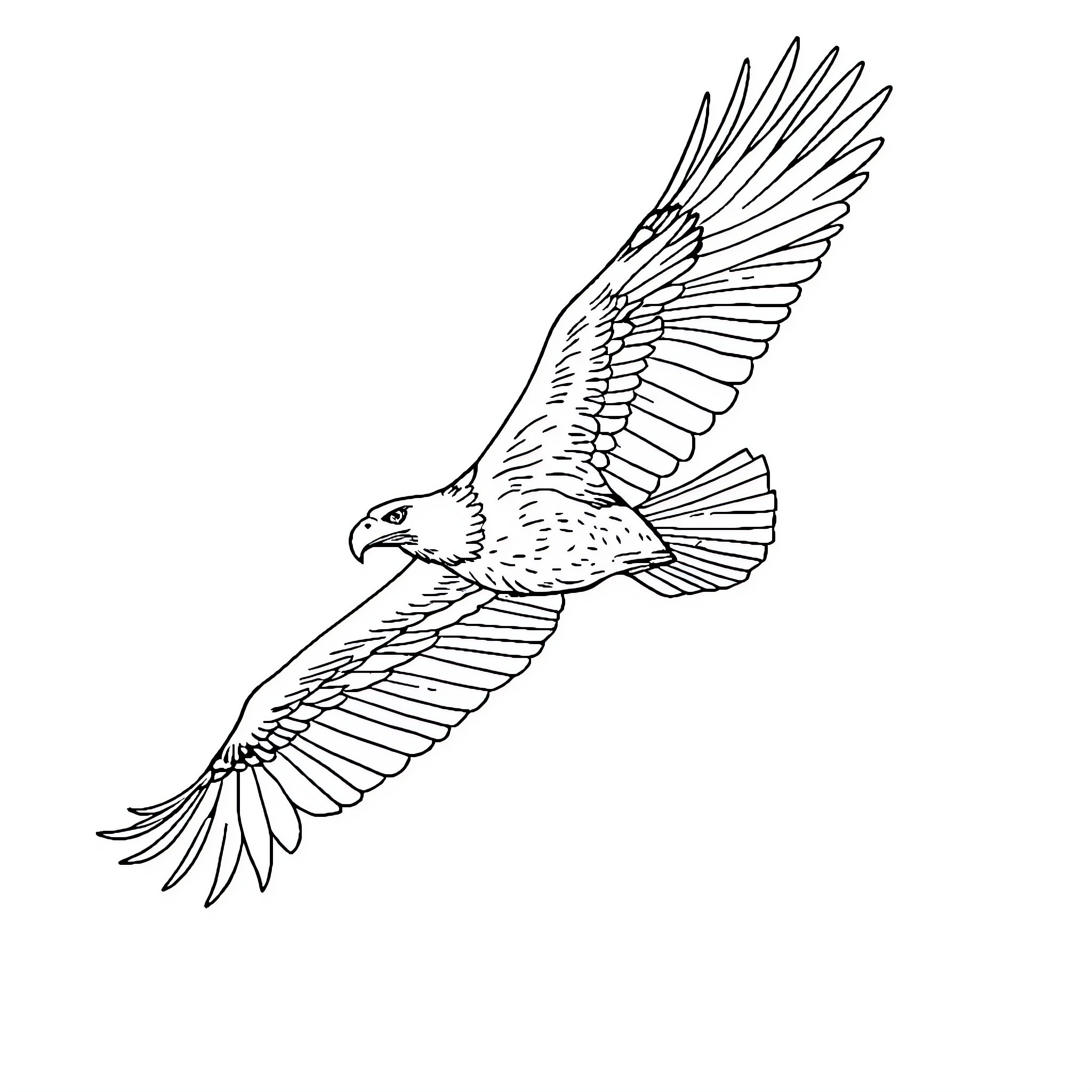 Eagle soaring majestically in flight Coloring Page (free black-and-white line drawing printable PDF for all, from beginners to advanced learners, including children, teens, adults, and seniors)