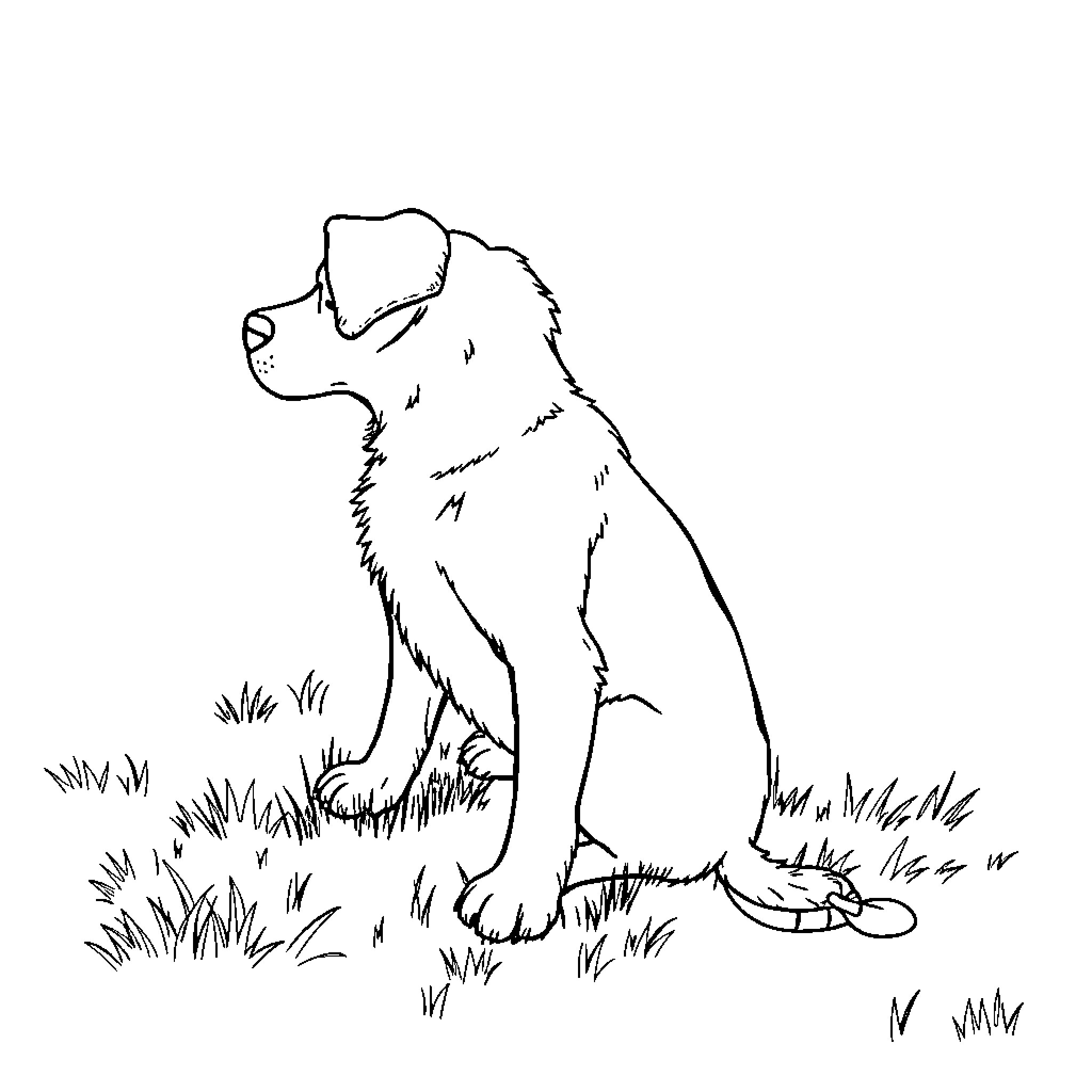 Dog sitting obediently in the grass Coloring Page (free black-and-white line drawing printable PDF for all, from beginners to advanced learners, including children, teens, adults, and seniors)