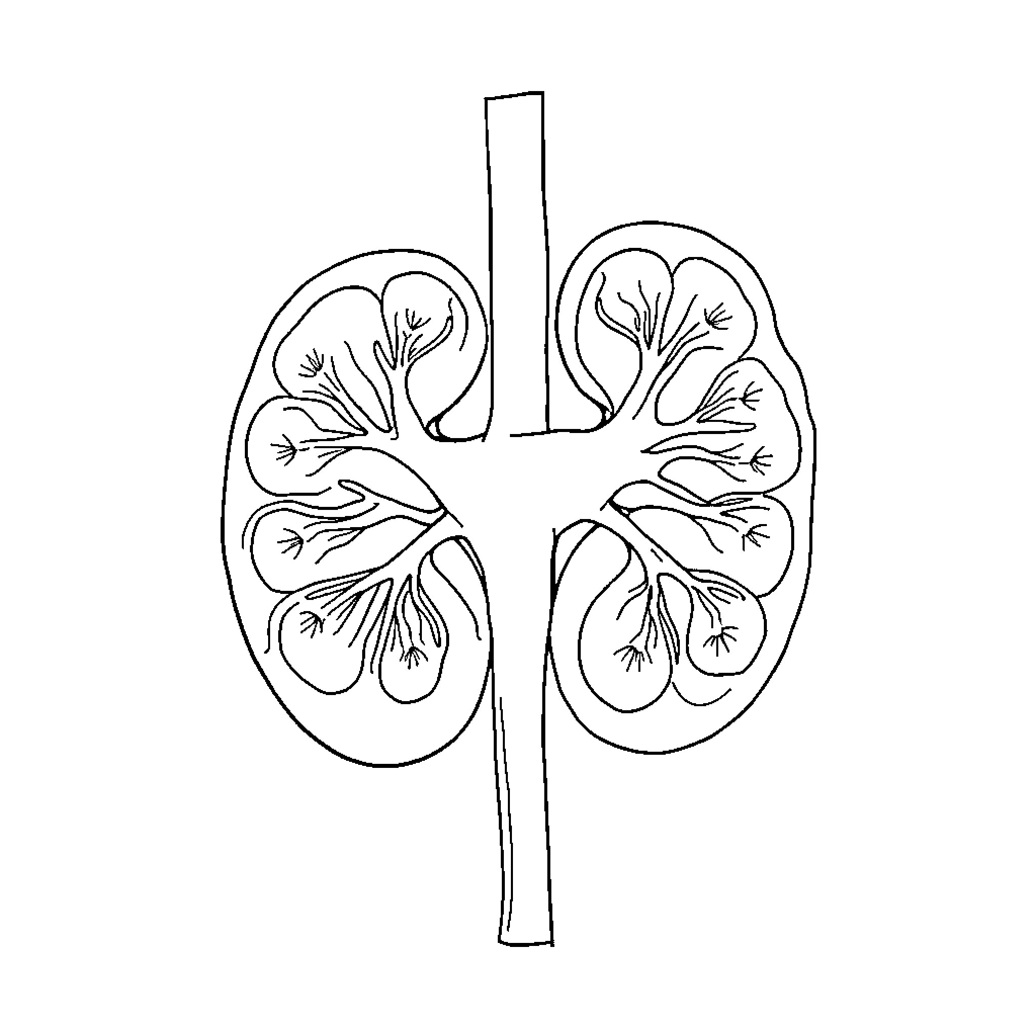 Kidney anatomy illustration Coloring Page (free black-and-white line drawing printable PDF for all, from beginners to advanced learners, including children, teens, adults, and seniors)