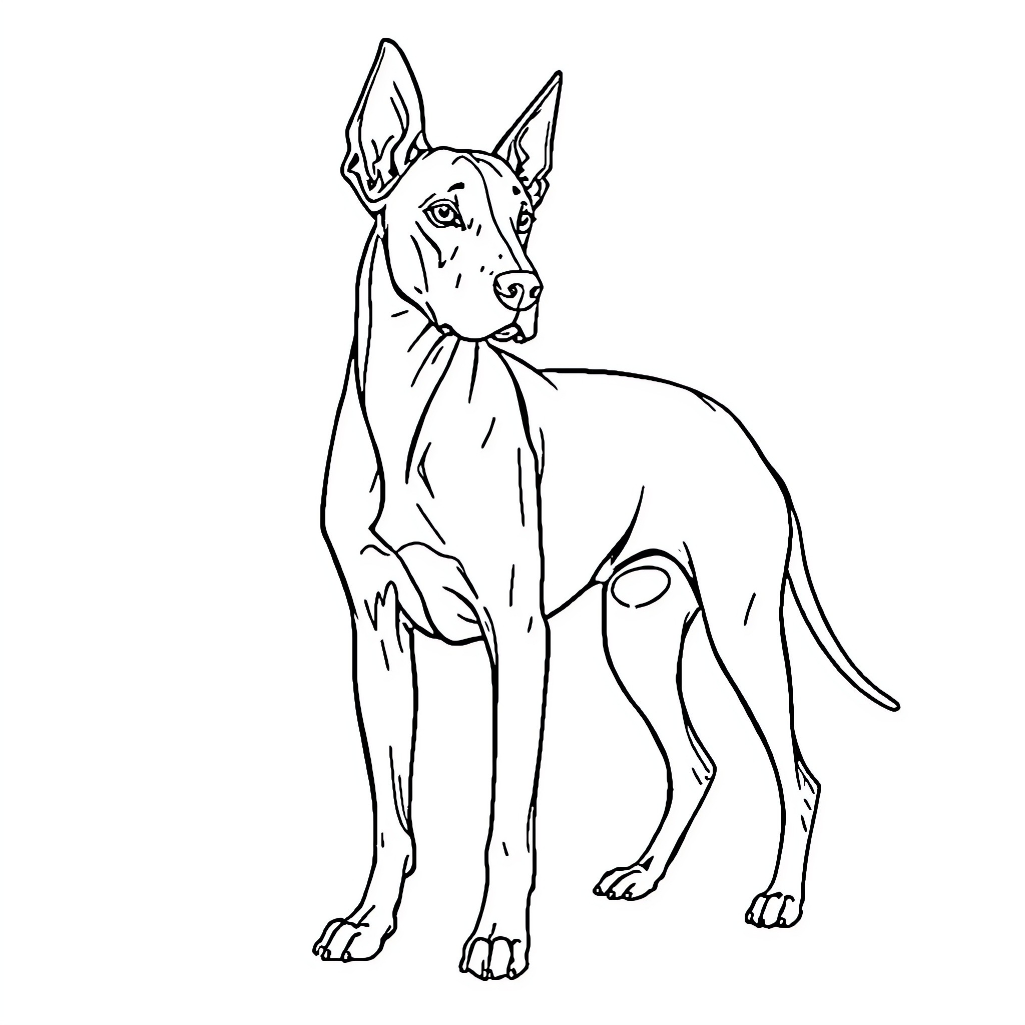 Weimaraner standing attentively Coloring Page (free black-and-white line drawing printable PDF for all, from beginners to advanced learners, including children, teens, adults, and seniors)