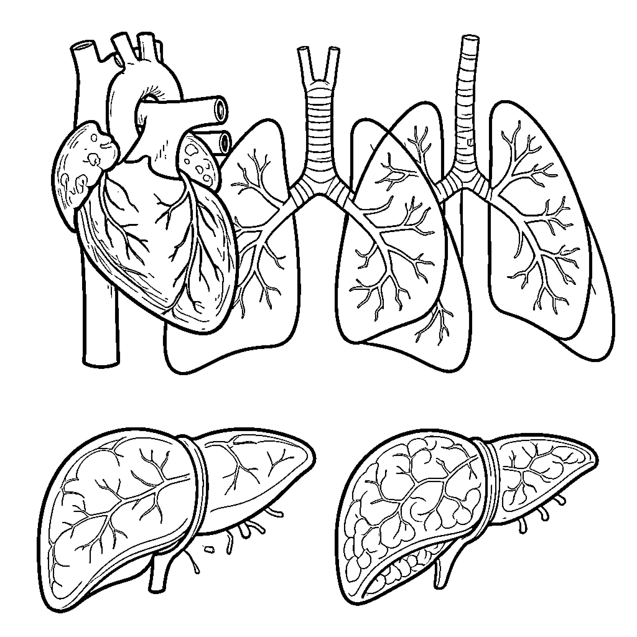 Organ Anatomy Illustration of Internal Organs Coloring Page (free black-and-white line drawing printable PDF for all, from beginners to advanced learners, including children, teens, adults, and seniors)