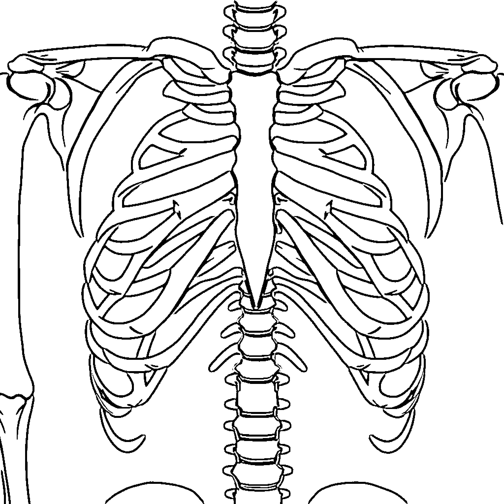 Skeleton anatomy detailed illustration Coloring Page (free black-and-white line drawing printable PDF for all, from beginners to advanced learners, including children, teens, adults, and seniors)