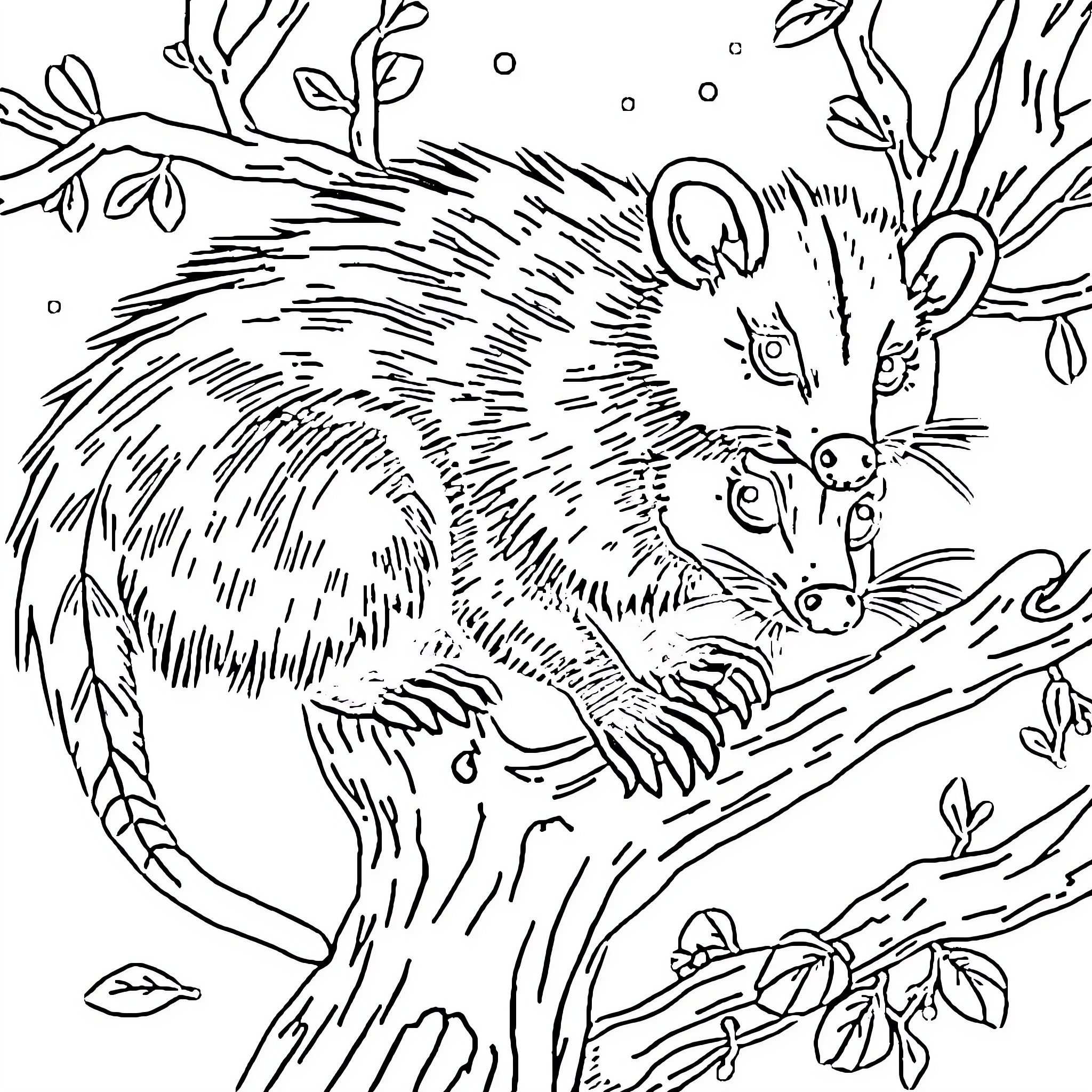 Opossum scurrying in the forest Coloring Page (free black-and-white line drawing printable PDF for all, from beginners to advanced learners, including children, teens, adults, and seniors)