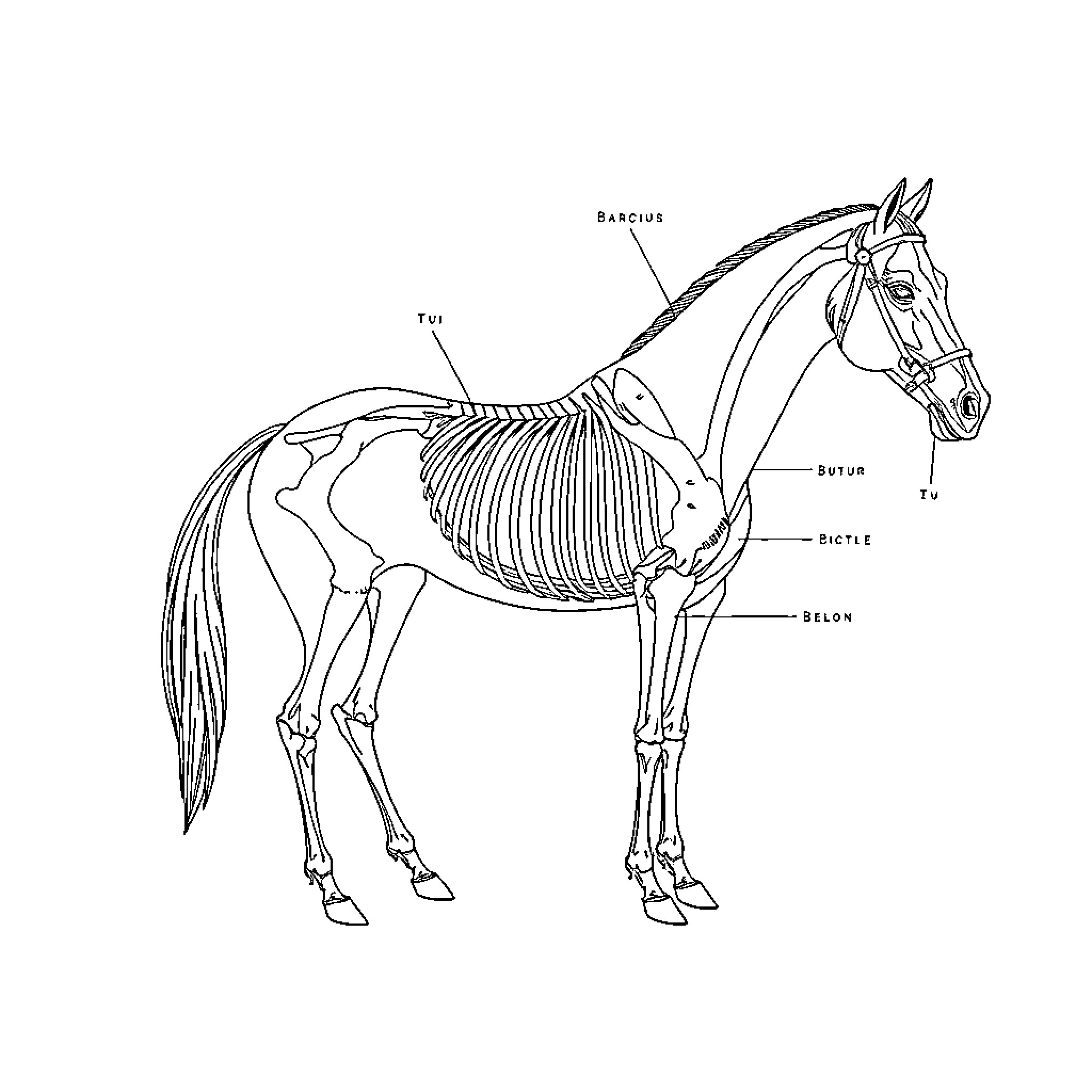Horse skeletal anatomy diagram Coloring Page (free black-and-white line drawing printable PDF for all, from beginners to advanced learners, including children, teens, adults, and seniors)