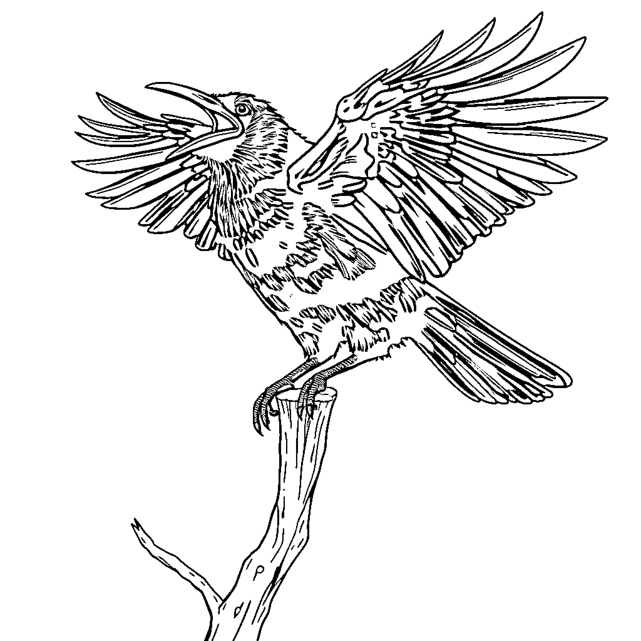 Raven spreading its wings majestically Coloring Page (free black-and-white line drawing printable PDF for all, from beginners to advanced learners, including children, teens, adults, and seniors)