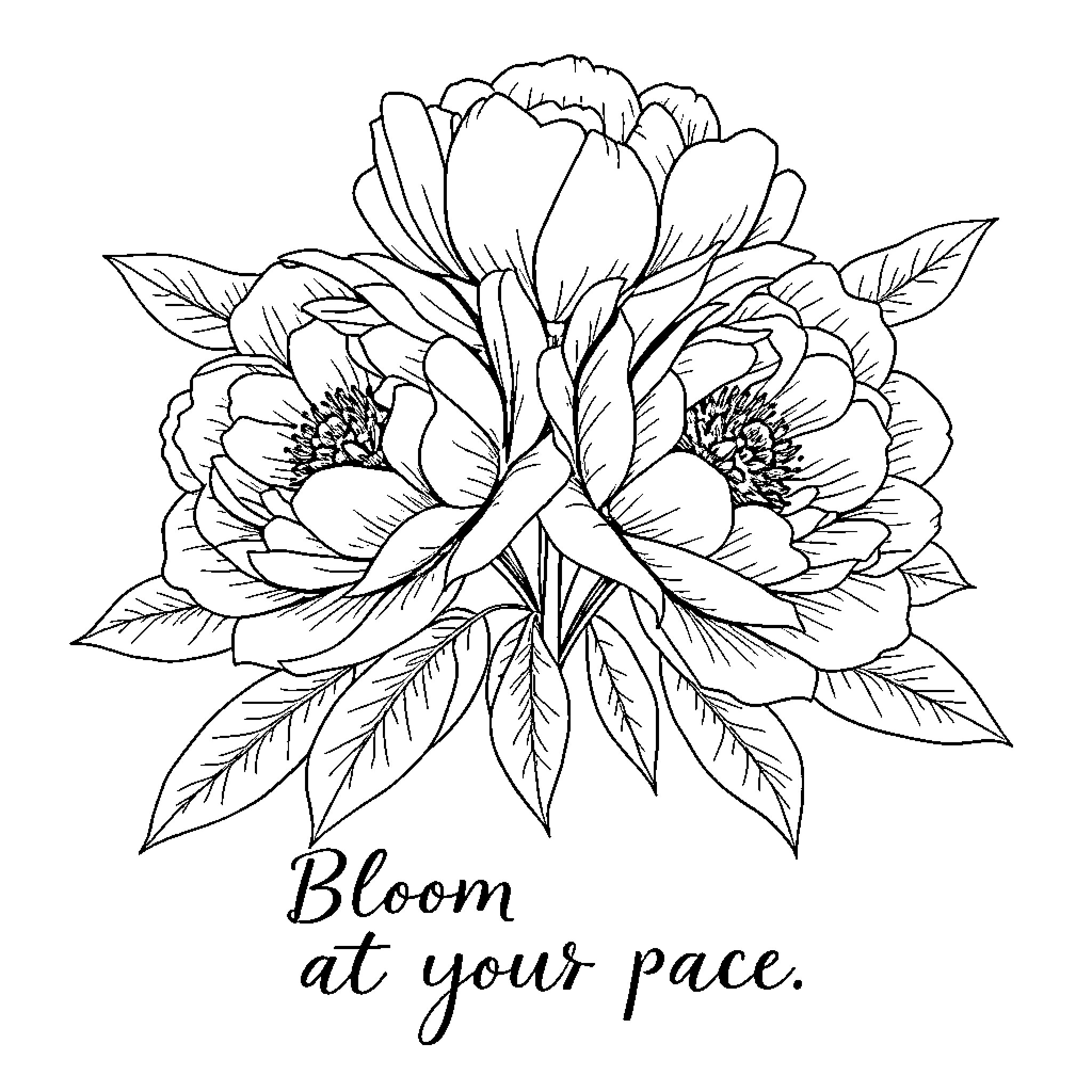 Peony blooming beautifully in the image Coloring Page (free black-and-white line drawing printable PDF for all, from beginners to advanced learners, including children, teens, adults, and seniors)