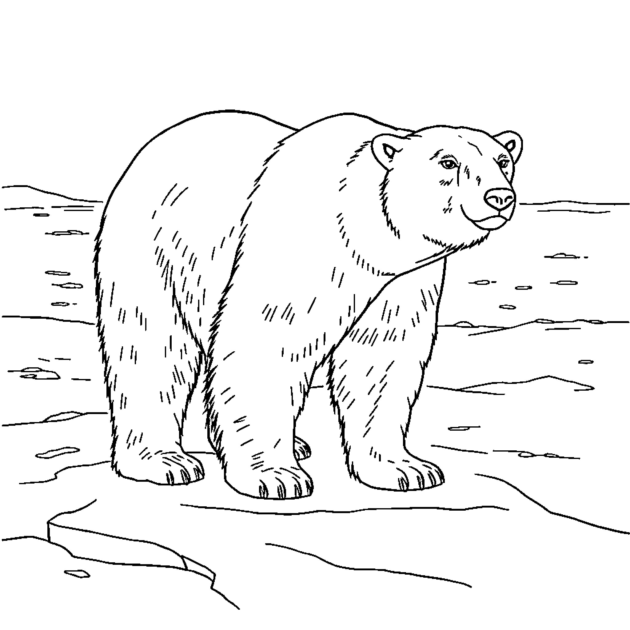 Polar Bear standing on rocky terrain Coloring Page (free black-and-white line drawing printable PDF for all, from beginners to advanced learners, including children, teens, adults, and seniors)