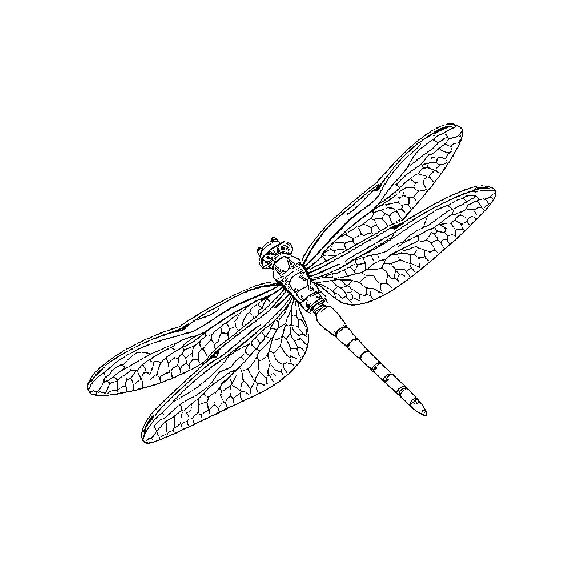 Dragonfly gracefully spreading its wings Coloring Page (free black-and-white line drawing printable PDF for all, from beginners to advanced learners, including children, teens, adults, and seniors)