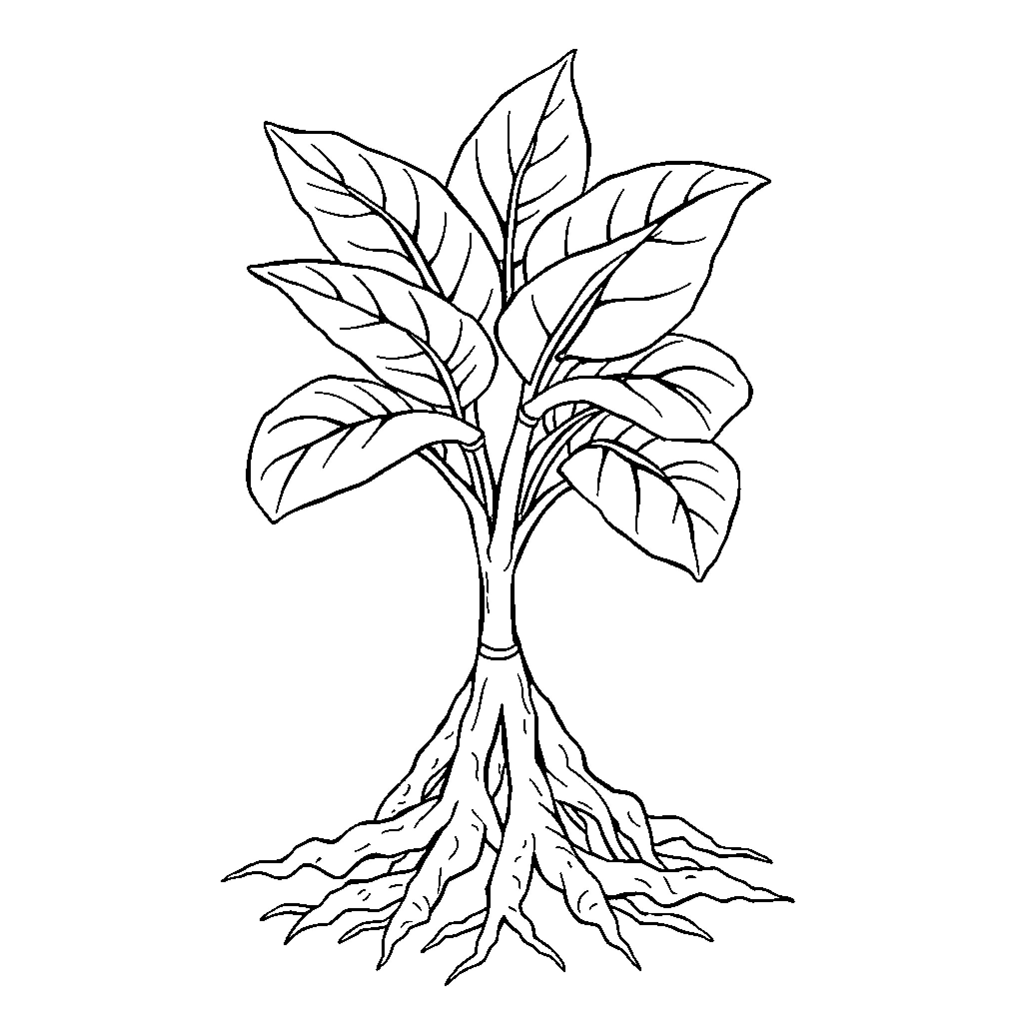 Brainroot with Intricate Foliage Coloring Page (free black-and-white line drawing printable PDF for all, from beginners to advanced learners, including children, teens, adults, and seniors)