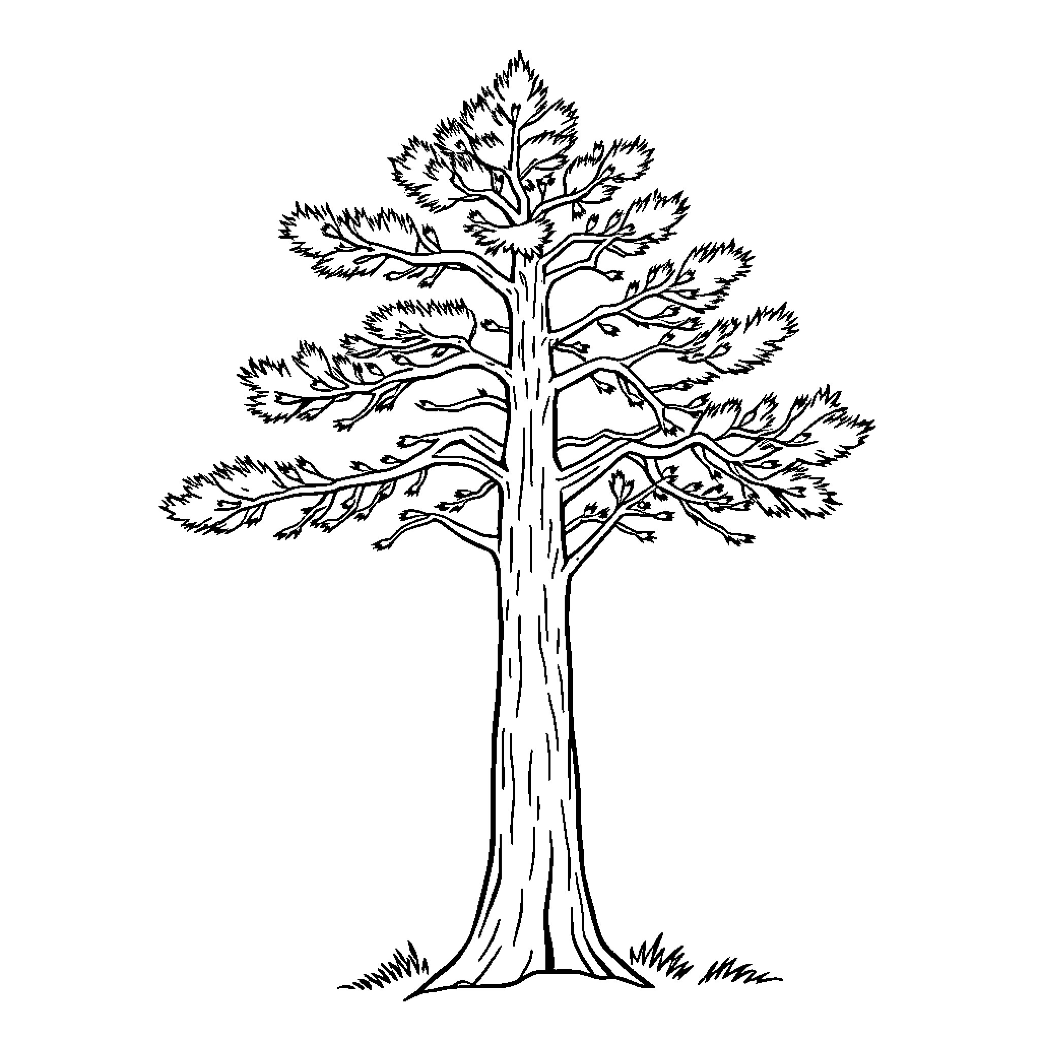 Fir Tree with Intricate Branches Coloring Page (free black-and-white line drawing printable PDF for all, from beginners to advanced learners, including children, teens, adults, and seniors)
