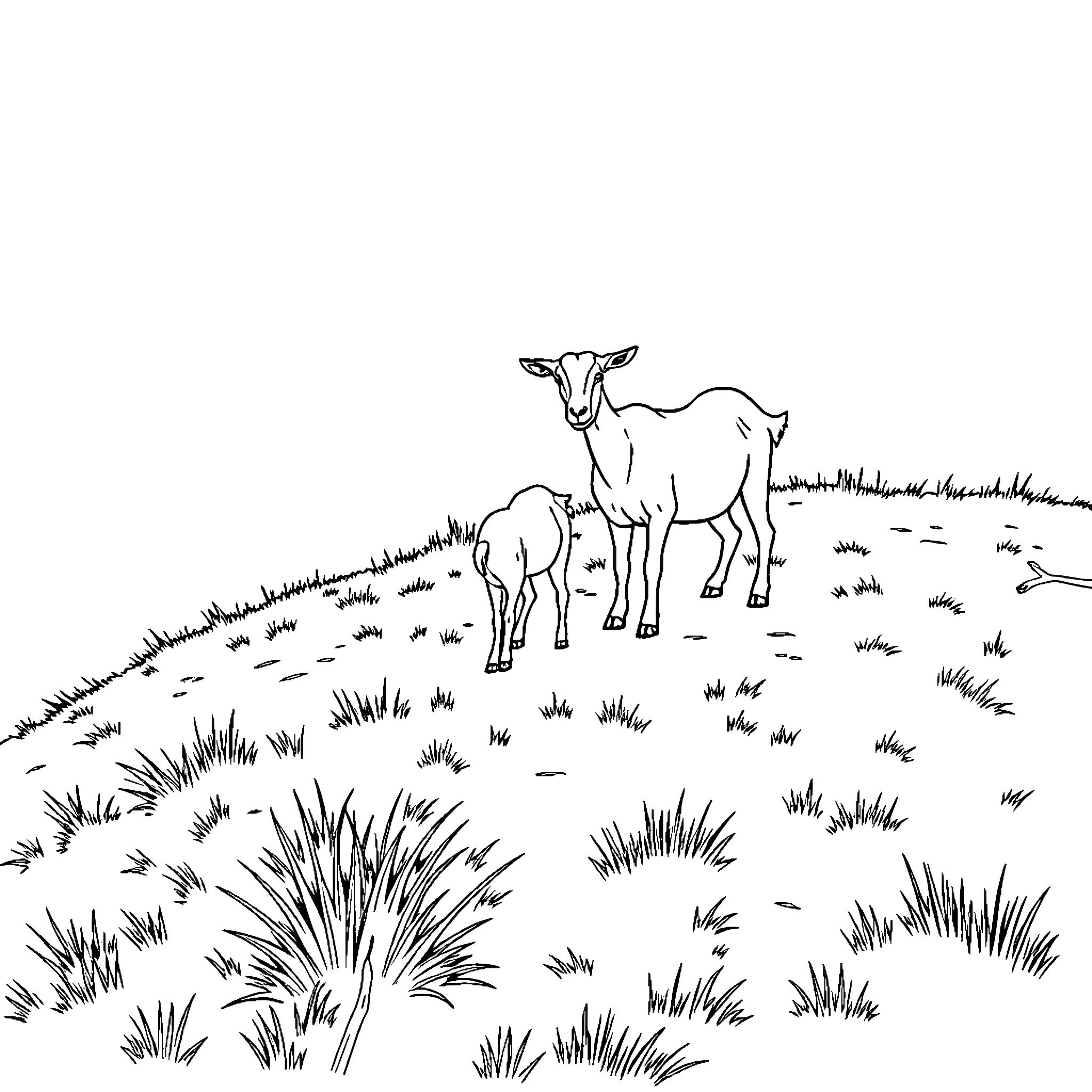 Goat and kid standing in a grassy field Coloring Page (free black-and-white line drawing printable PDF for all, from beginners to advanced learners, including children, teens, adults, and seniors)