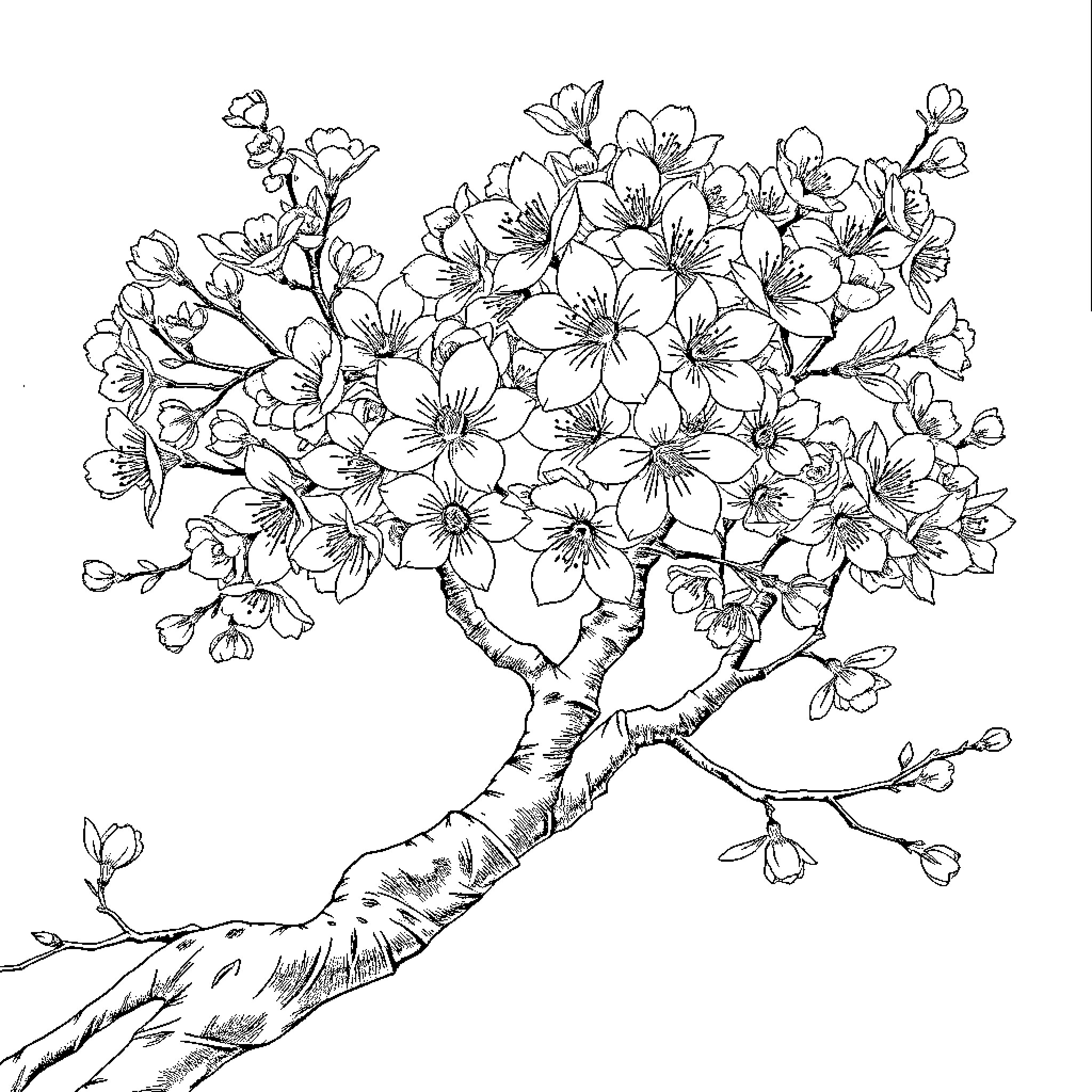 Sakura Flowers Blossoming on Tree Branches Coloring Page (free black-and-white line drawing printable PDF for all, from beginners to advanced learners, including children, teens, adults, and seniors)