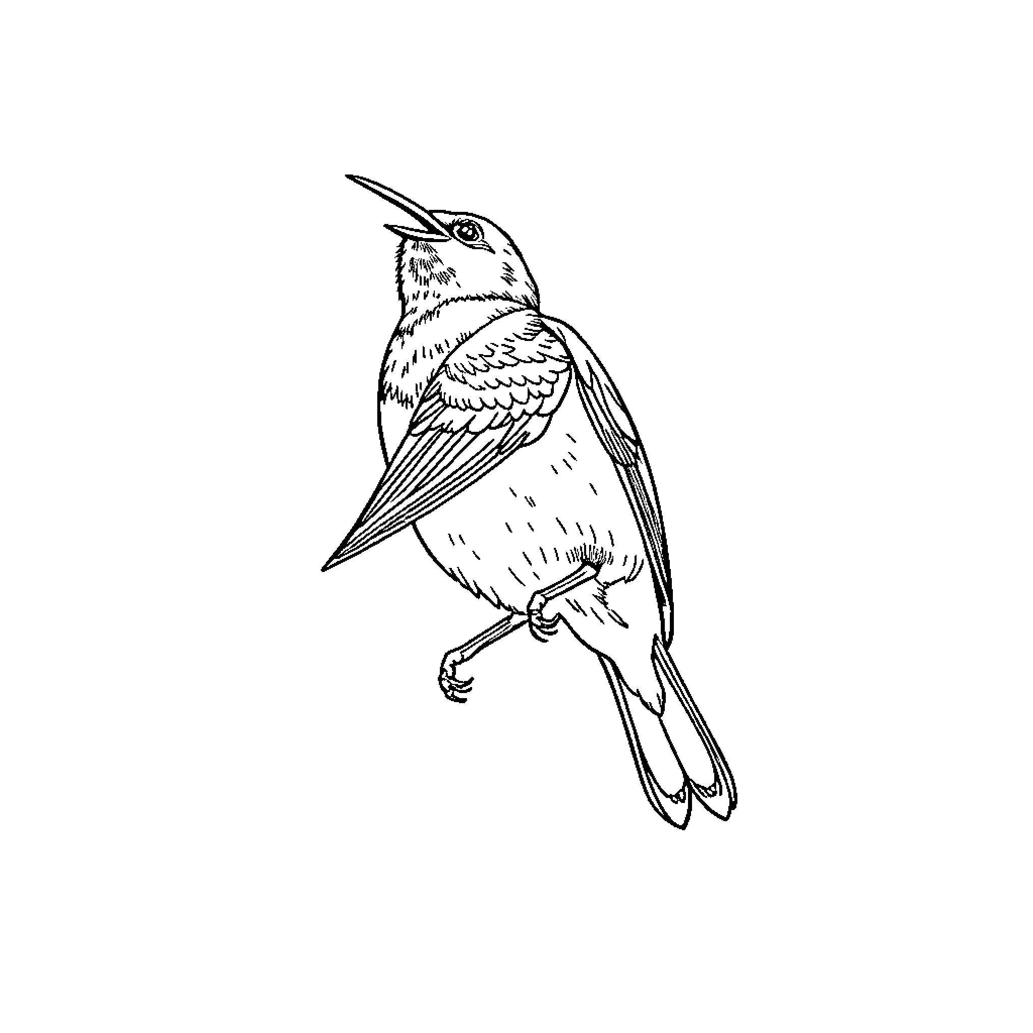Martin the Perched Bird Coloring Page (free black-and-white line drawing printable PDF for all, from beginners to advanced learners, including children, teens, adults, and seniors)