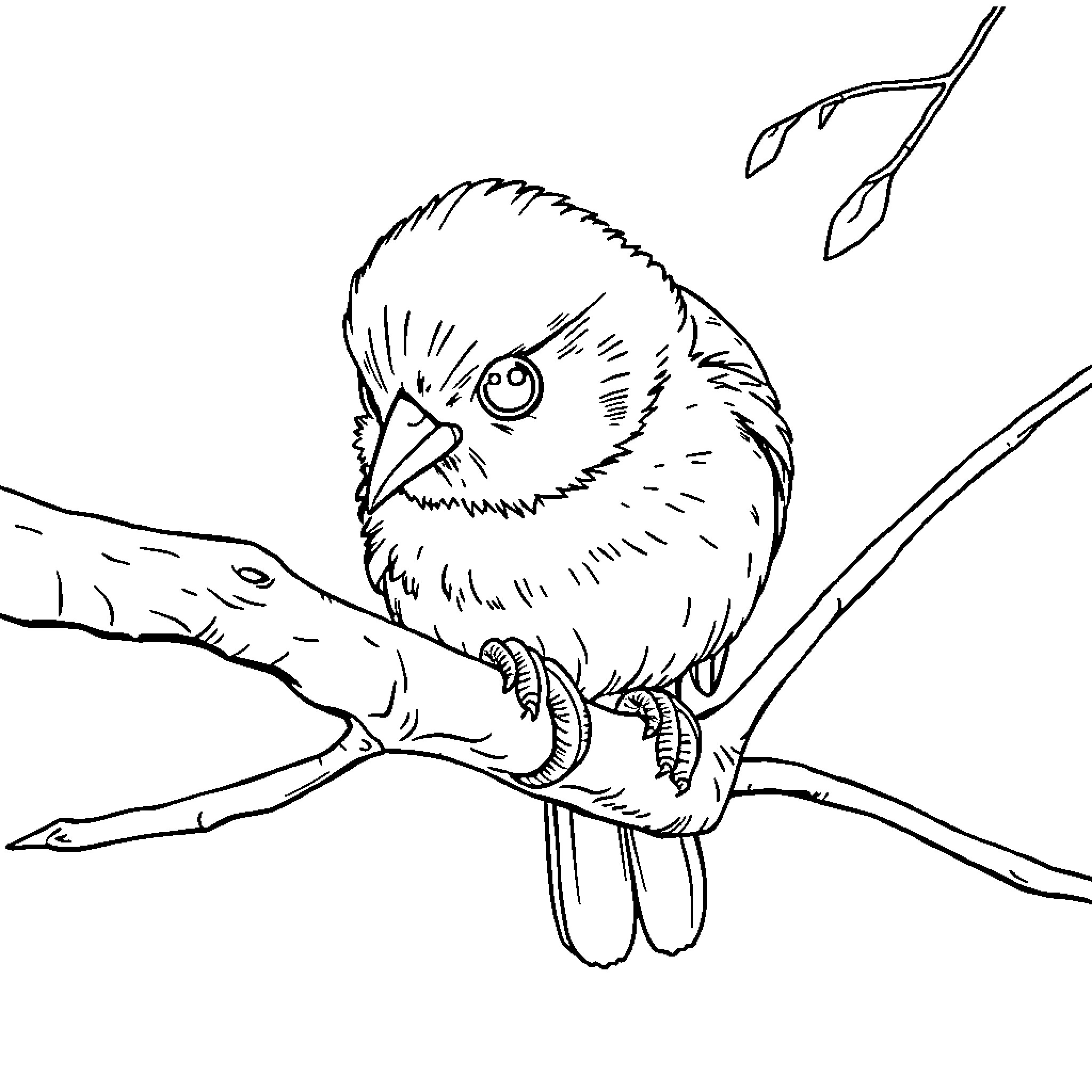 Squirrel exploring the branches Coloring Page (free black-and-white line drawing printable PDF for all, from beginners to advanced learners, including children, teens, adults, and seniors)