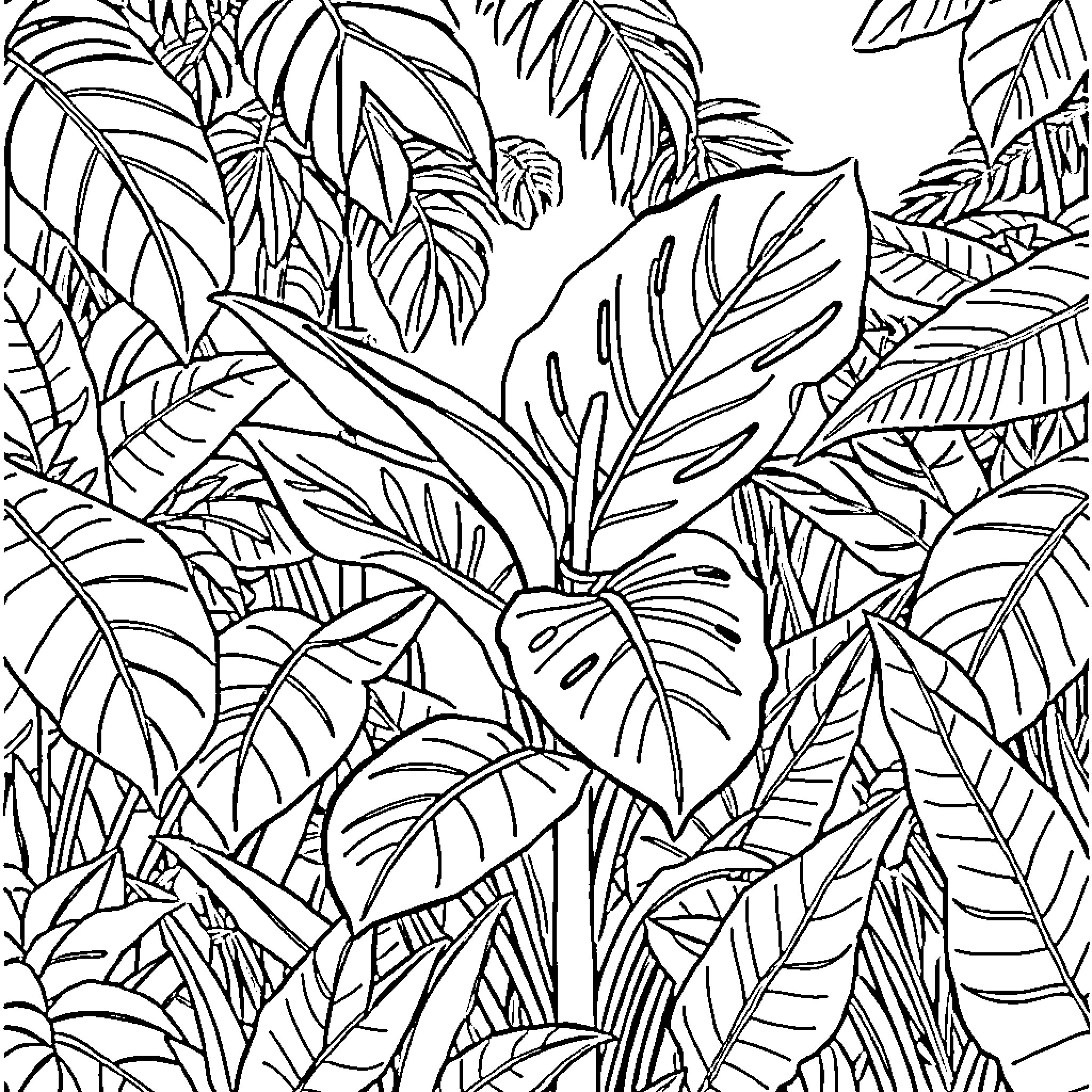 Monstera leaves in a dense tropical jungle Coloring Page (free black-and-white line drawing printable PDF for all, from beginners to advanced learners, including children, teens, adults, and seniors)