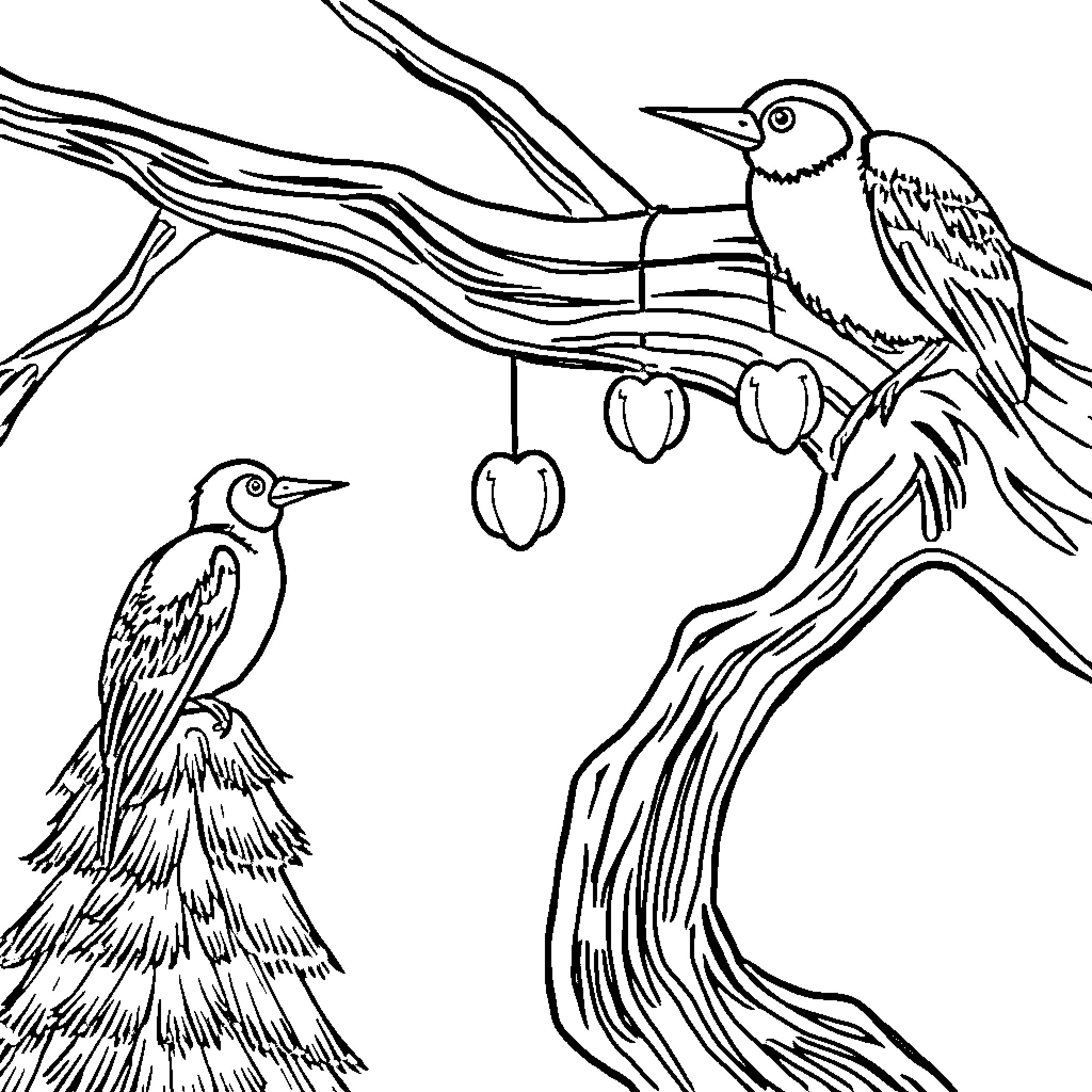 Owls perched on tree branches Coloring Page (free black-and-white line drawing printable PDF for all, from beginners to advanced learners, including children, teens, adults, and seniors)