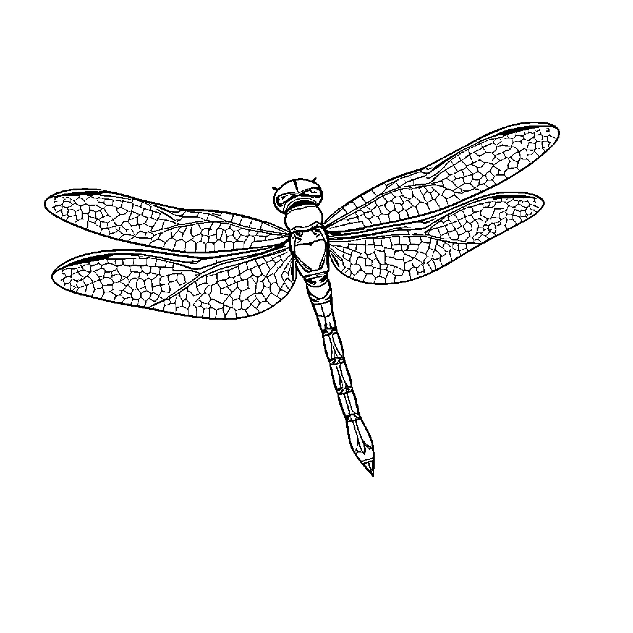 Dragonfly with intricate wing patterns Coloring Page (free black-and-white line drawing printable PDF for all, from beginners to advanced learners, including children, teens, adults, and seniors)