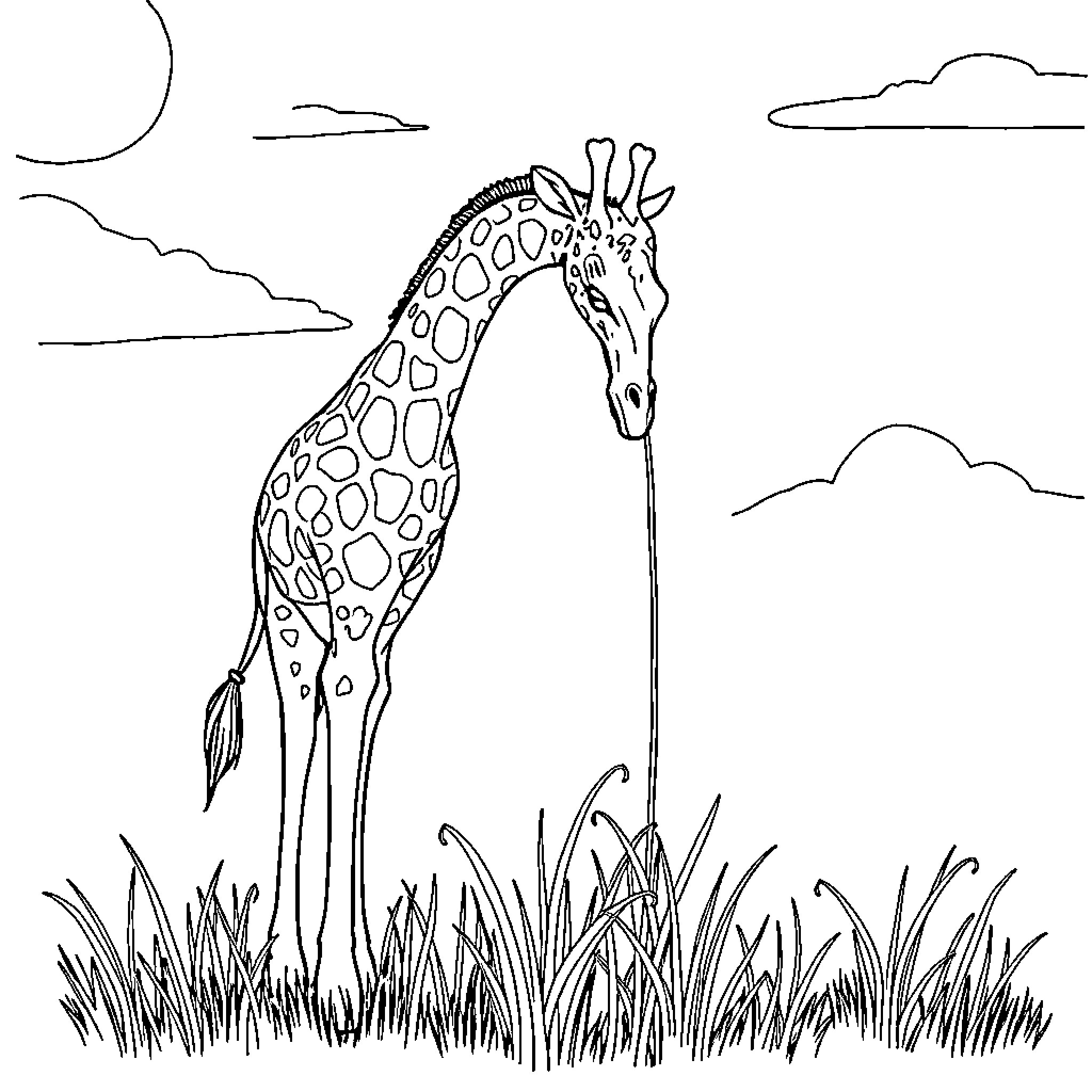 Giraffe standing tall in a grassy field Coloring Page (free black-and-white line drawing printable PDF for all, from beginners to advanced learners, including children, teens, adults, and seniors)