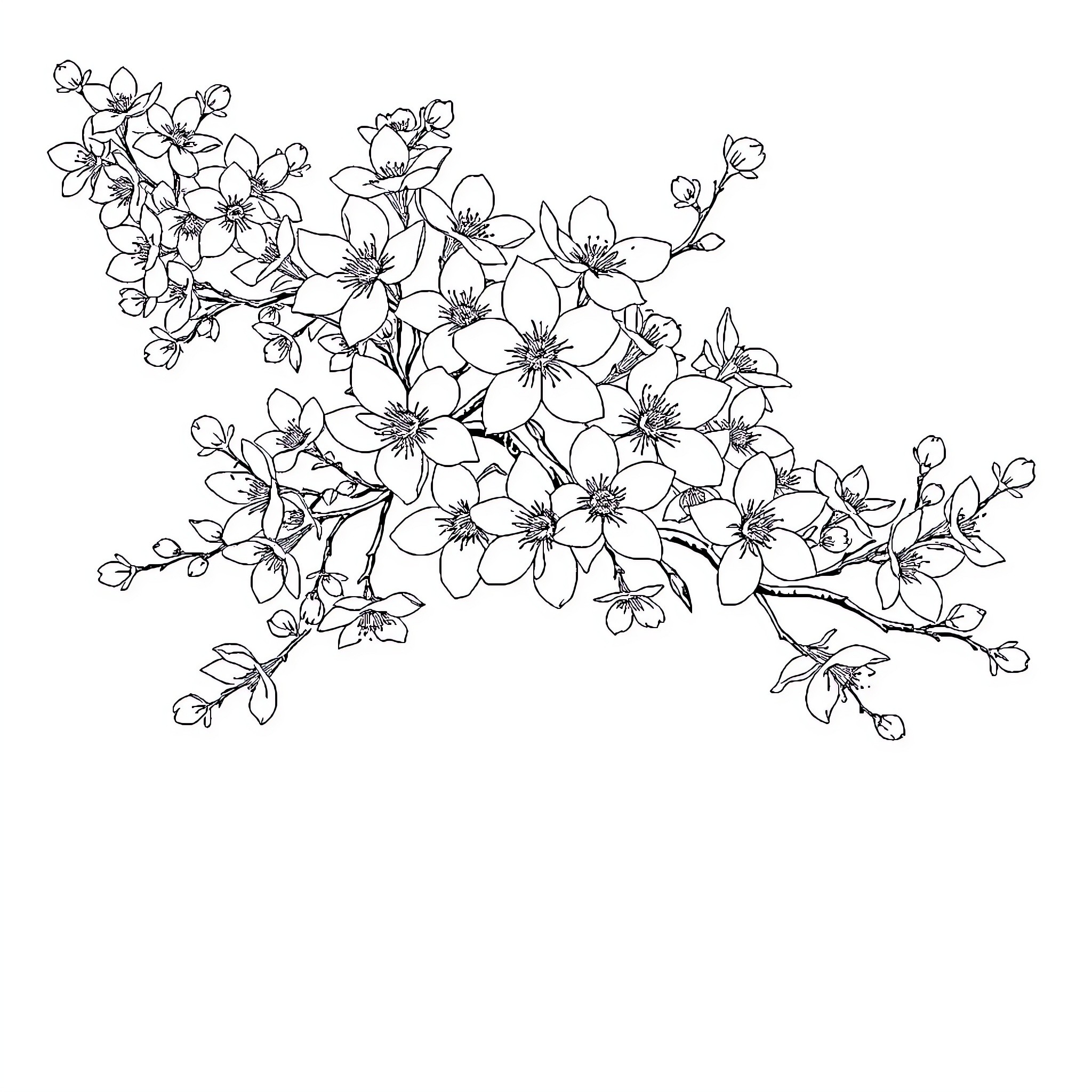 Cherry Blossom Flowers in Bloom Coloring Page (free black-and-white line drawing printable PDF for all, from beginners to advanced learners, including children, teens, adults, and seniors)