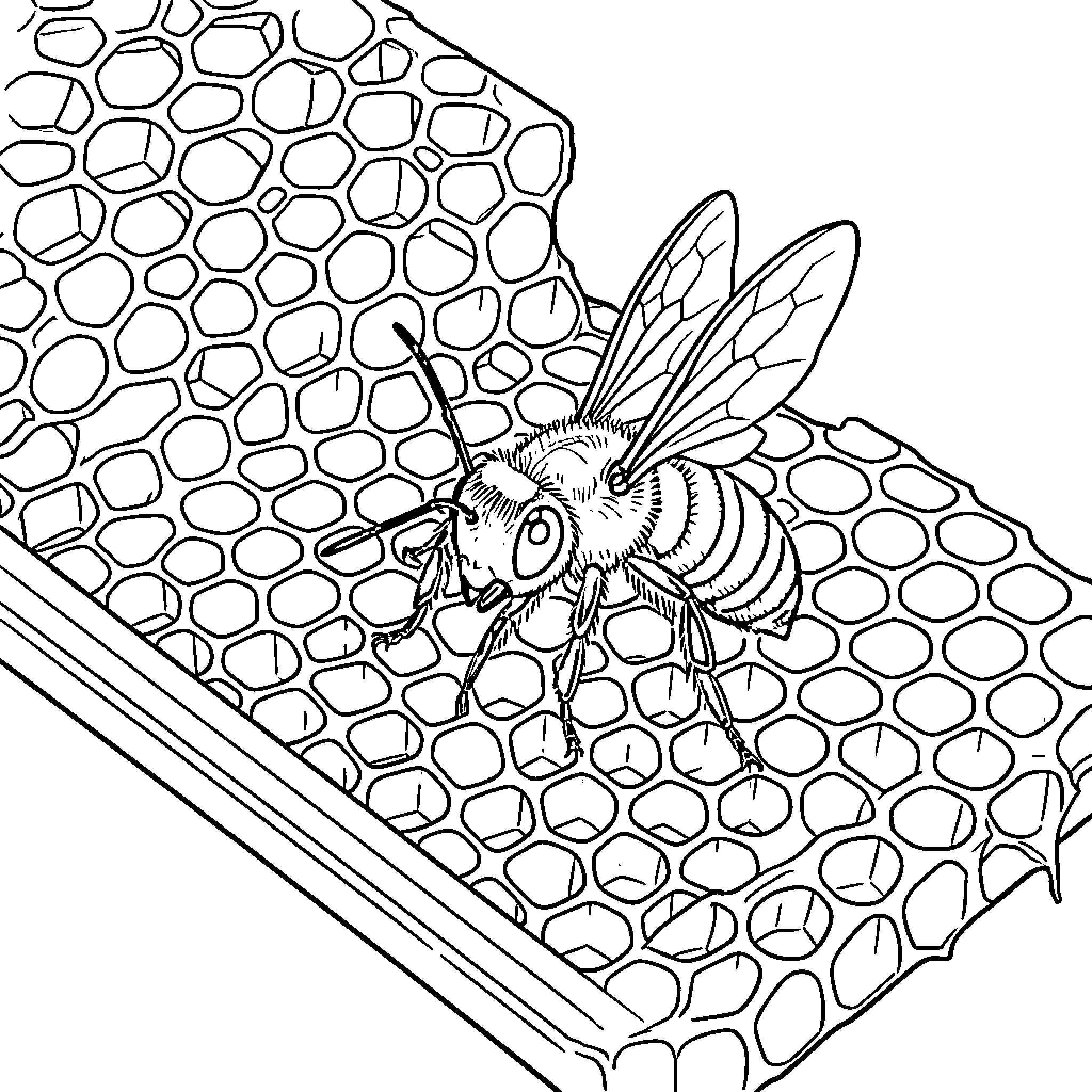 Bee gathering honey from a honeycomb Coloring Page (free black-and-white line drawing printable PDF for all, from beginners to advanced learners, including children, teens, adults, and seniors)