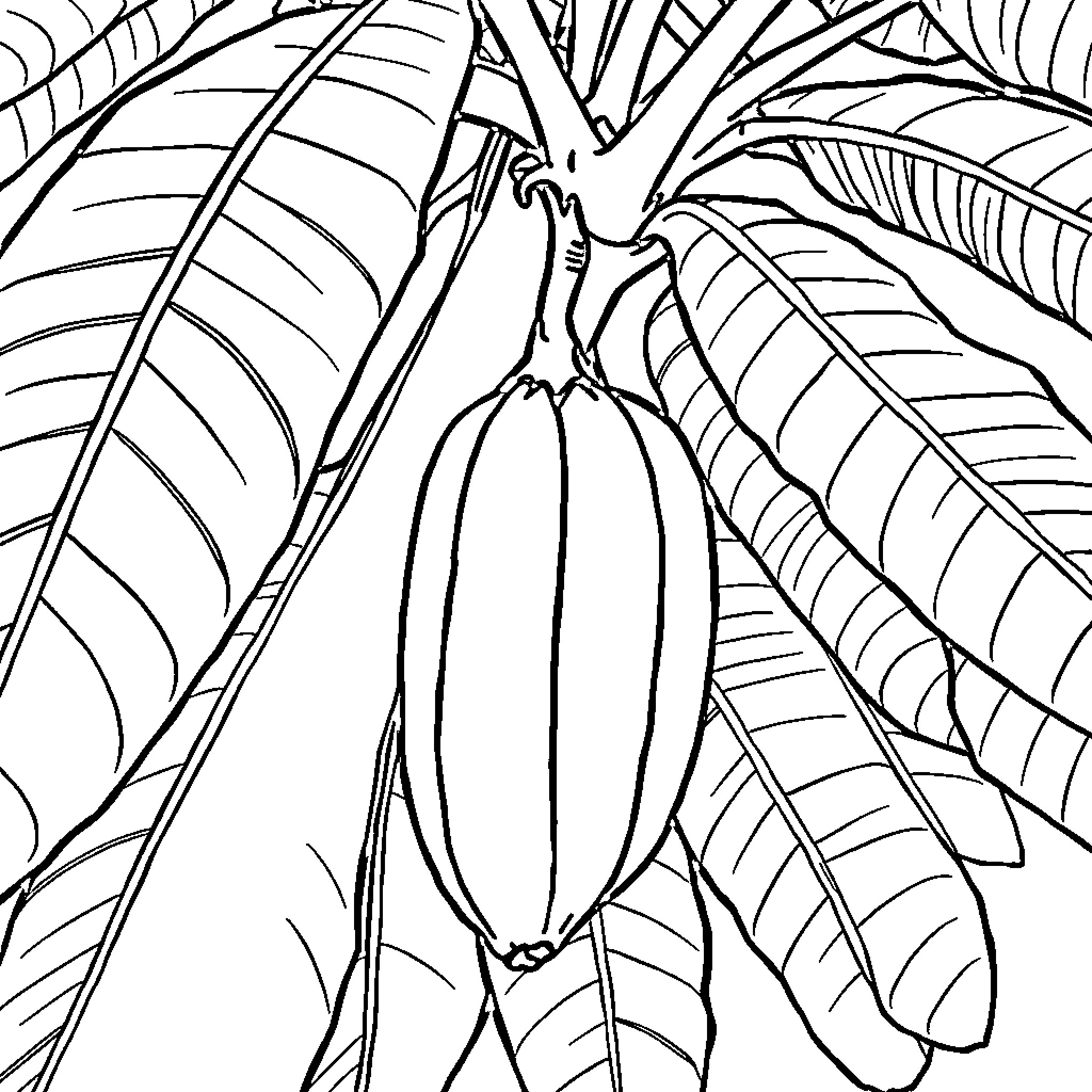 Banana growing among tropical leaves Coloring Page (free black-and-white line drawing printable PDF for all, from beginners to advanced learners, including children, teens, adults, and seniors)