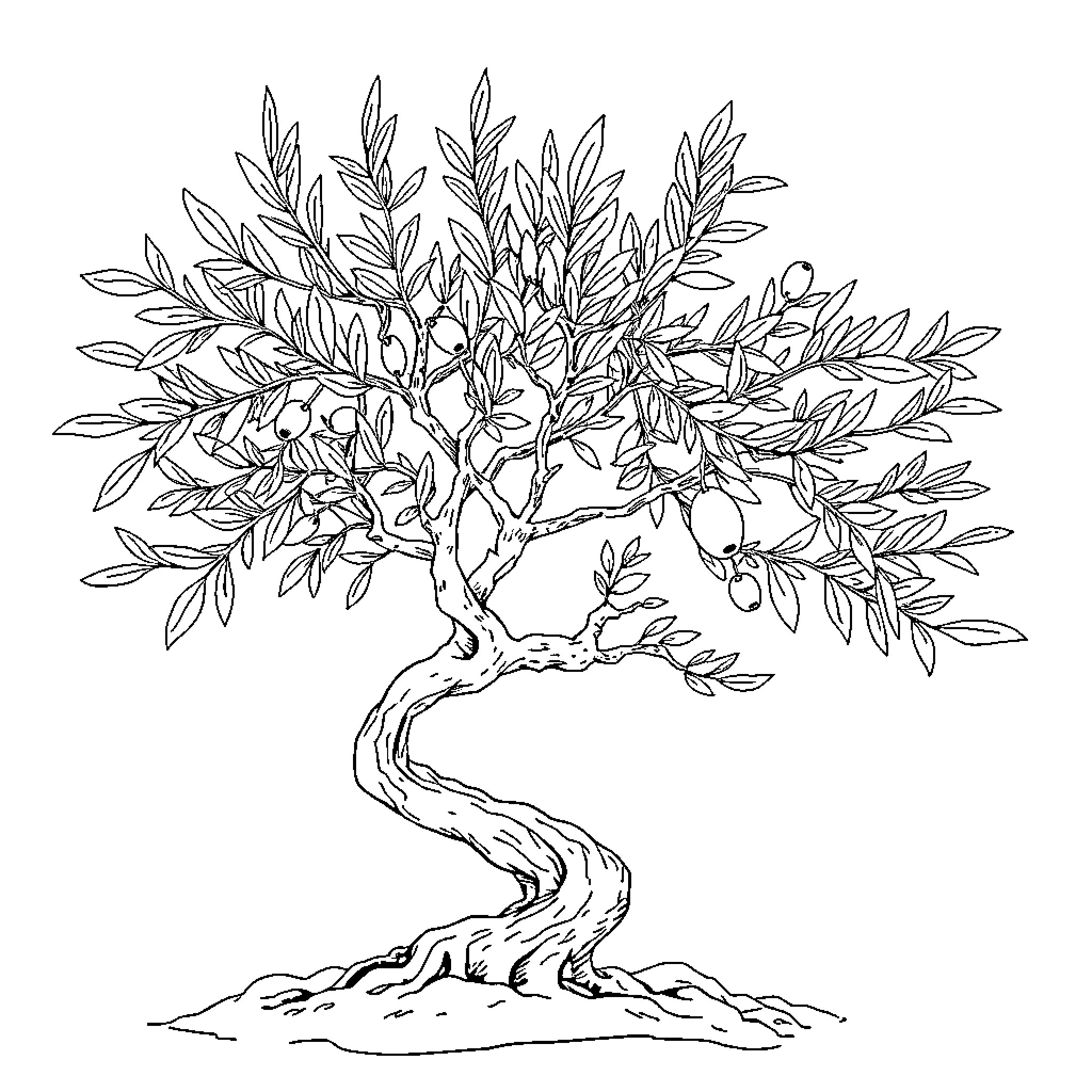 Olive Tree with Twisted Branches and Lush Foliage Coloring Page (free black-and-white line drawing printable PDF for all, from beginners to advanced learners, including children, teens, adults, and seniors)