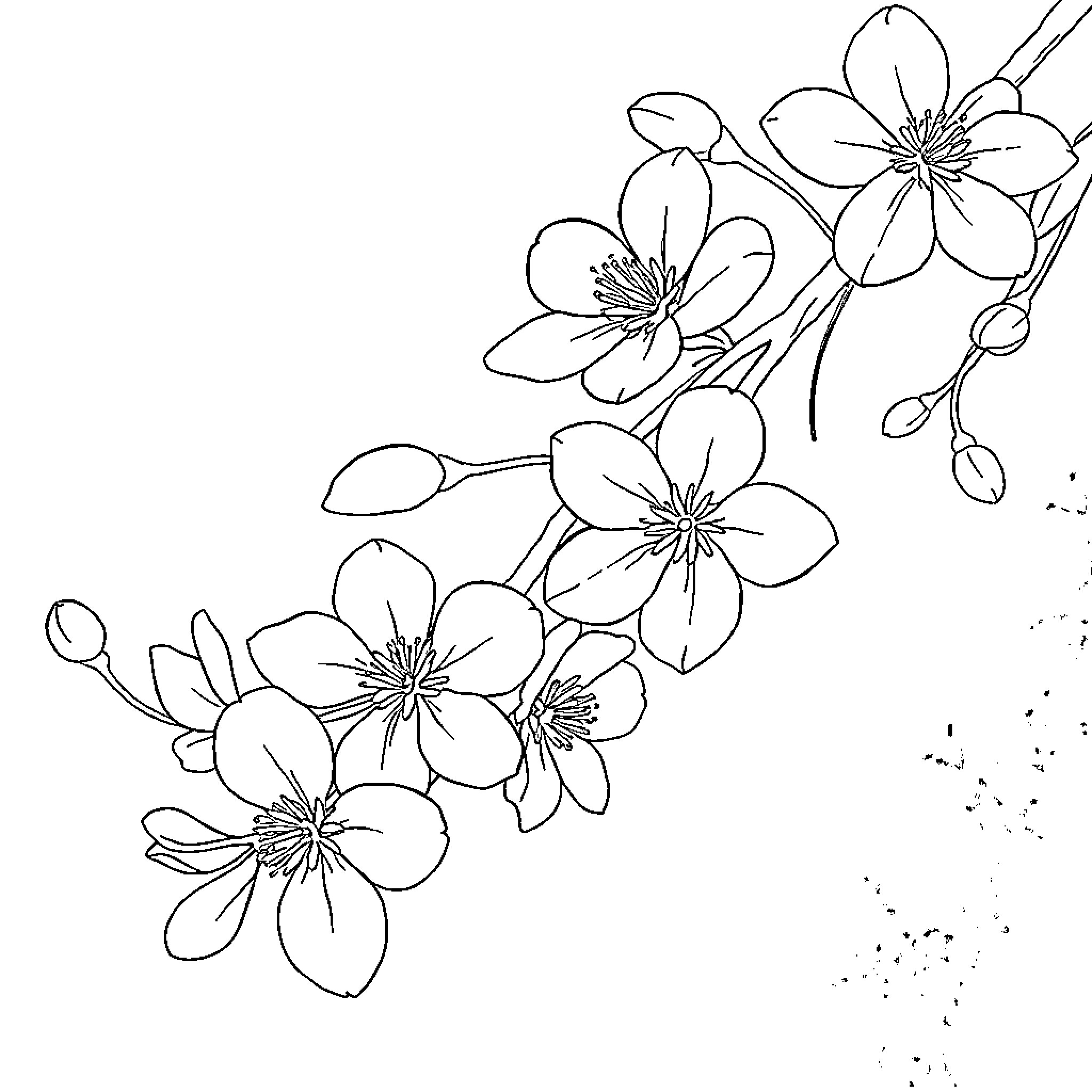 Cherry Blossom Floral Elegance Coloring Page (free black-and-white line drawing printable PDF for all, from beginners to advanced learners, including children, teens, adults, and seniors)