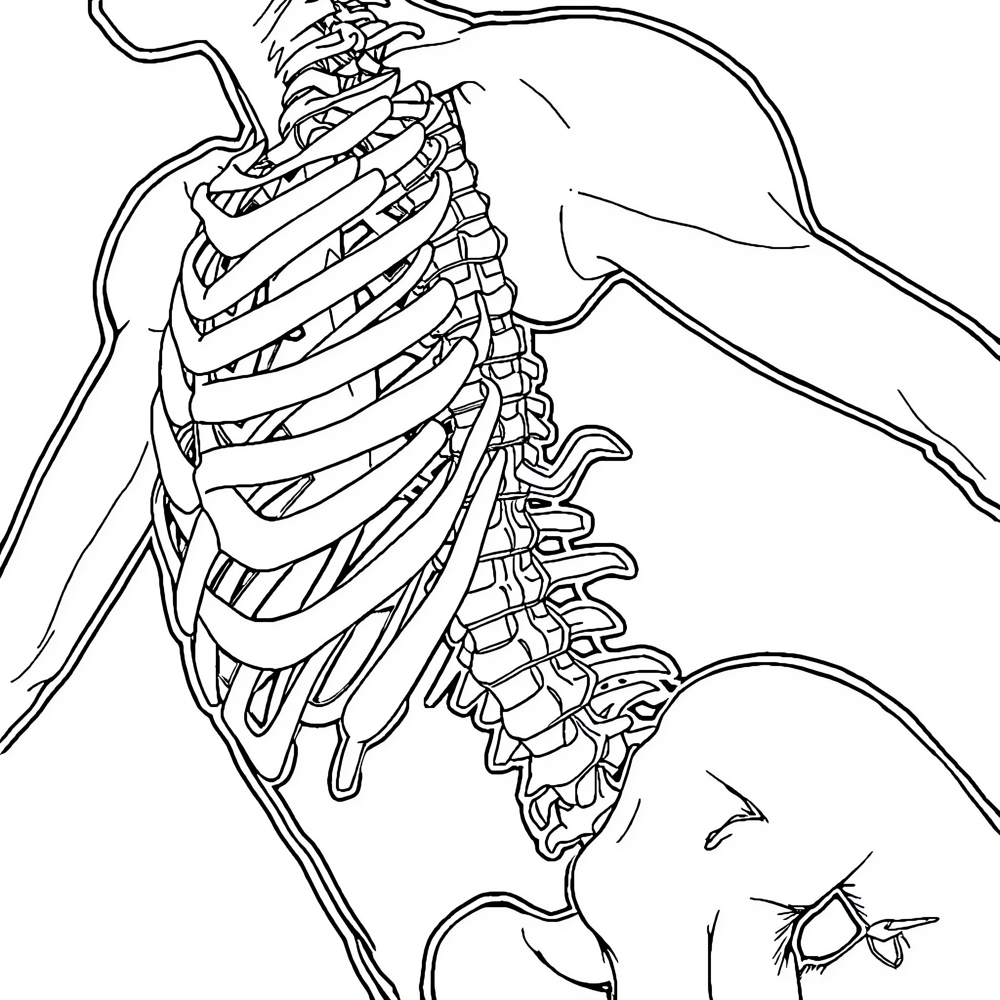 Psoas Skeletal Structure in Monochrome Coloring Page (free black-and-white line drawing printable PDF for all, from beginners to advanced learners, including children, teens, adults, and seniors)