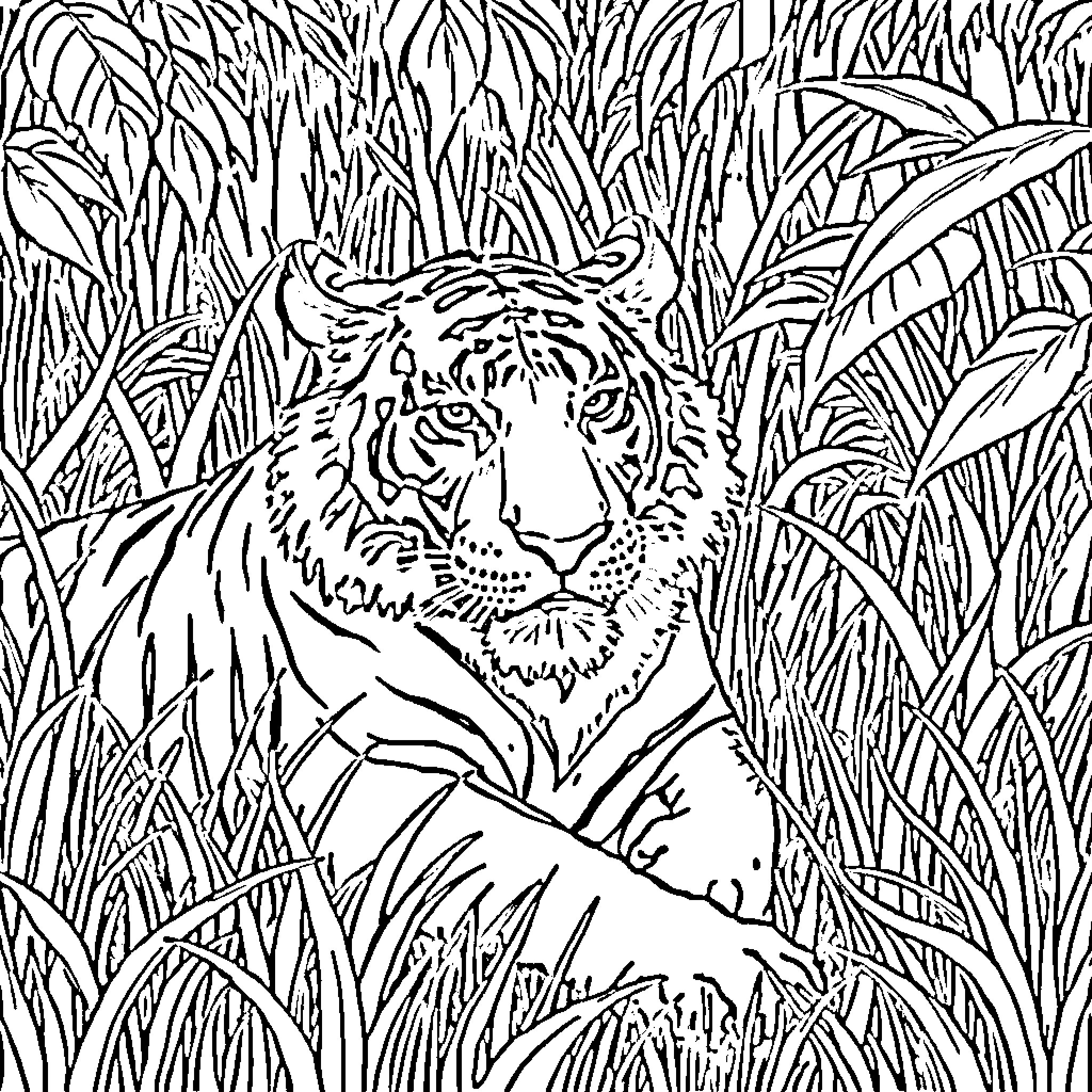 Tiger Hiding Amidst the Tall Grass Coloring Page (free black-and-white line drawing printable PDF for all, from beginners to advanced learners, including children, teens, adults, and seniors)