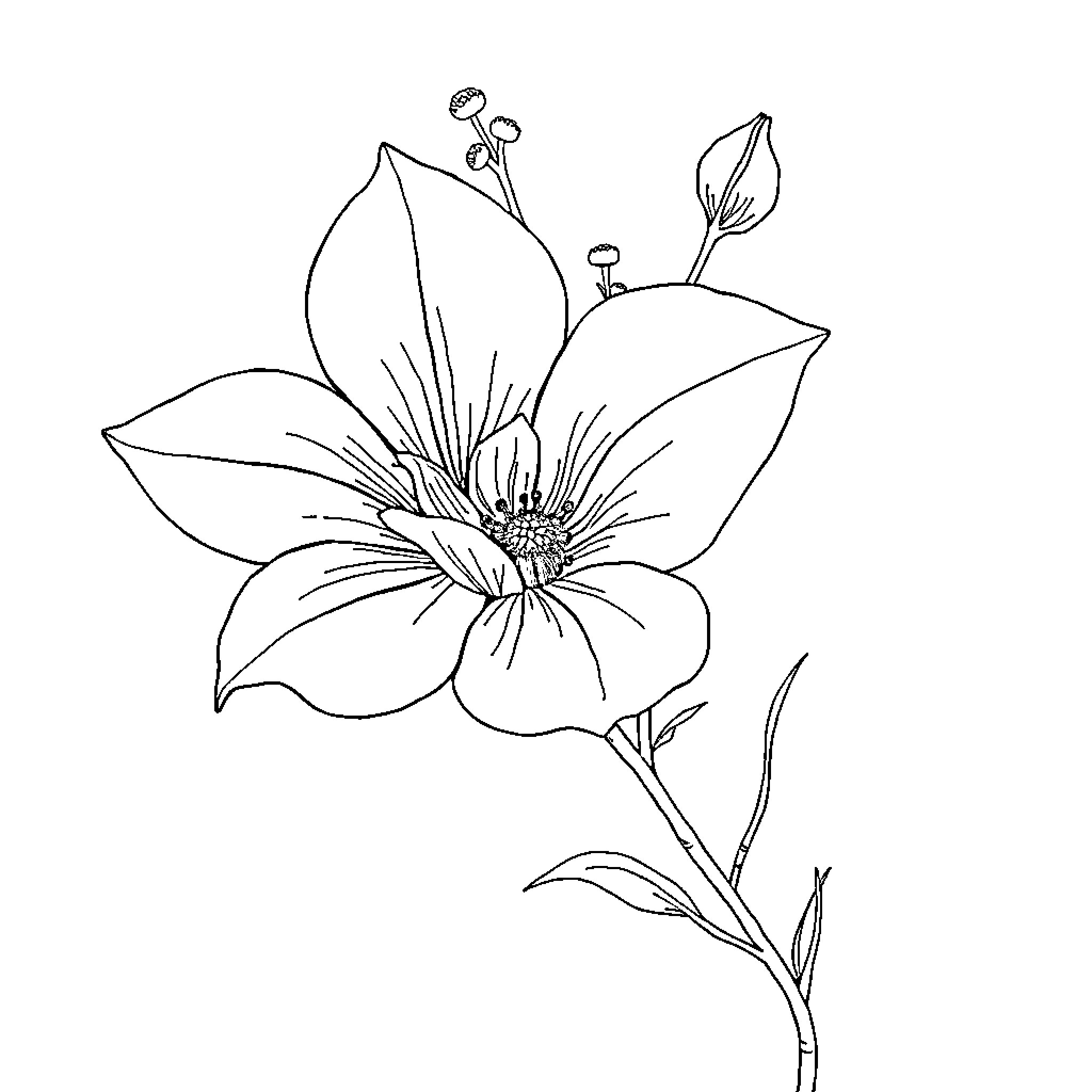 Cat flower drawing with detailed petals Coloring Page (free black-and-white line drawing printable PDF for all, from beginners to advanced learners, including children, teens, adults, and seniors)