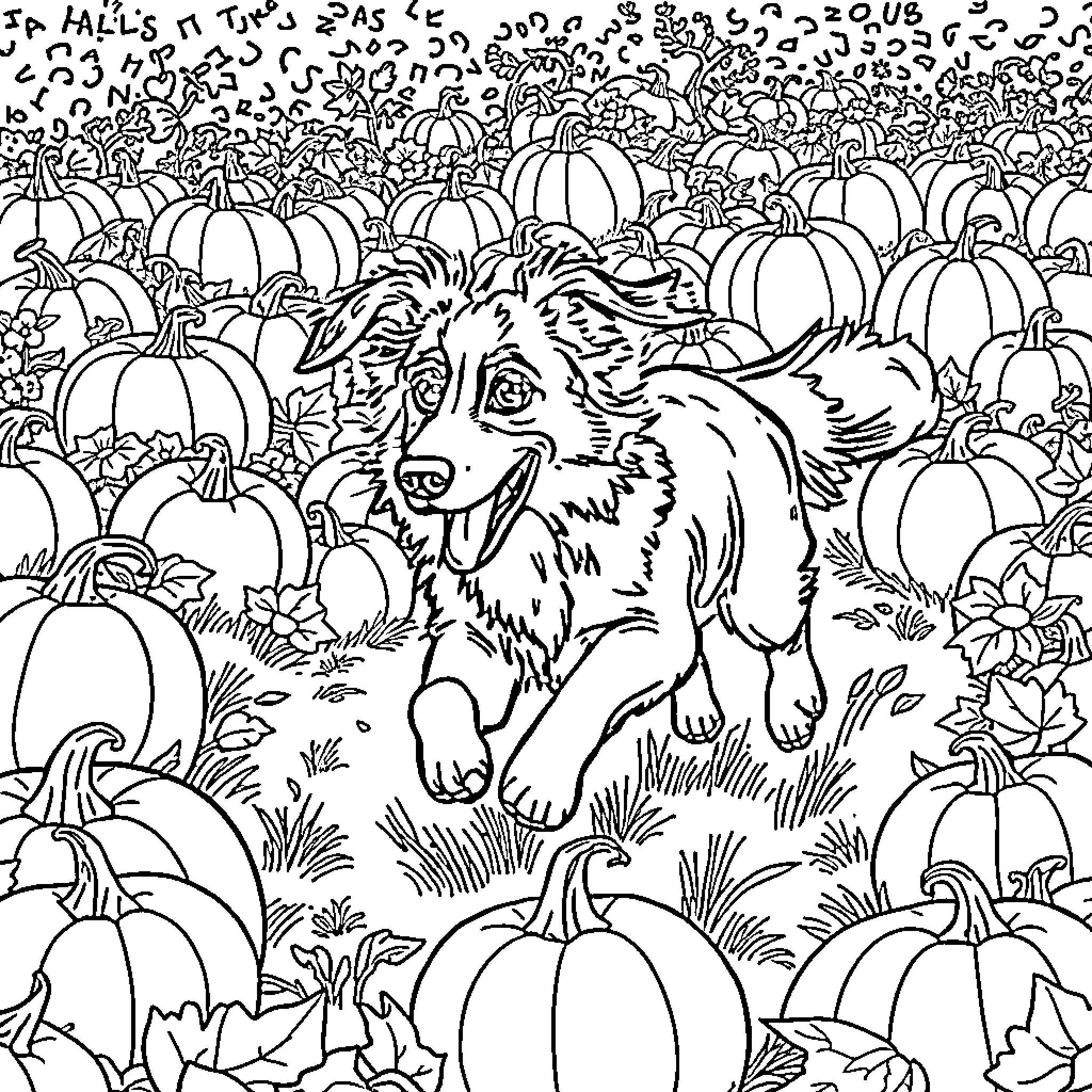 Border Collie playing amongst pumpkins Coloring Page (free black-and-white line drawing printable PDF for all, from beginners to advanced learners, including children, teens, adults, and seniors)