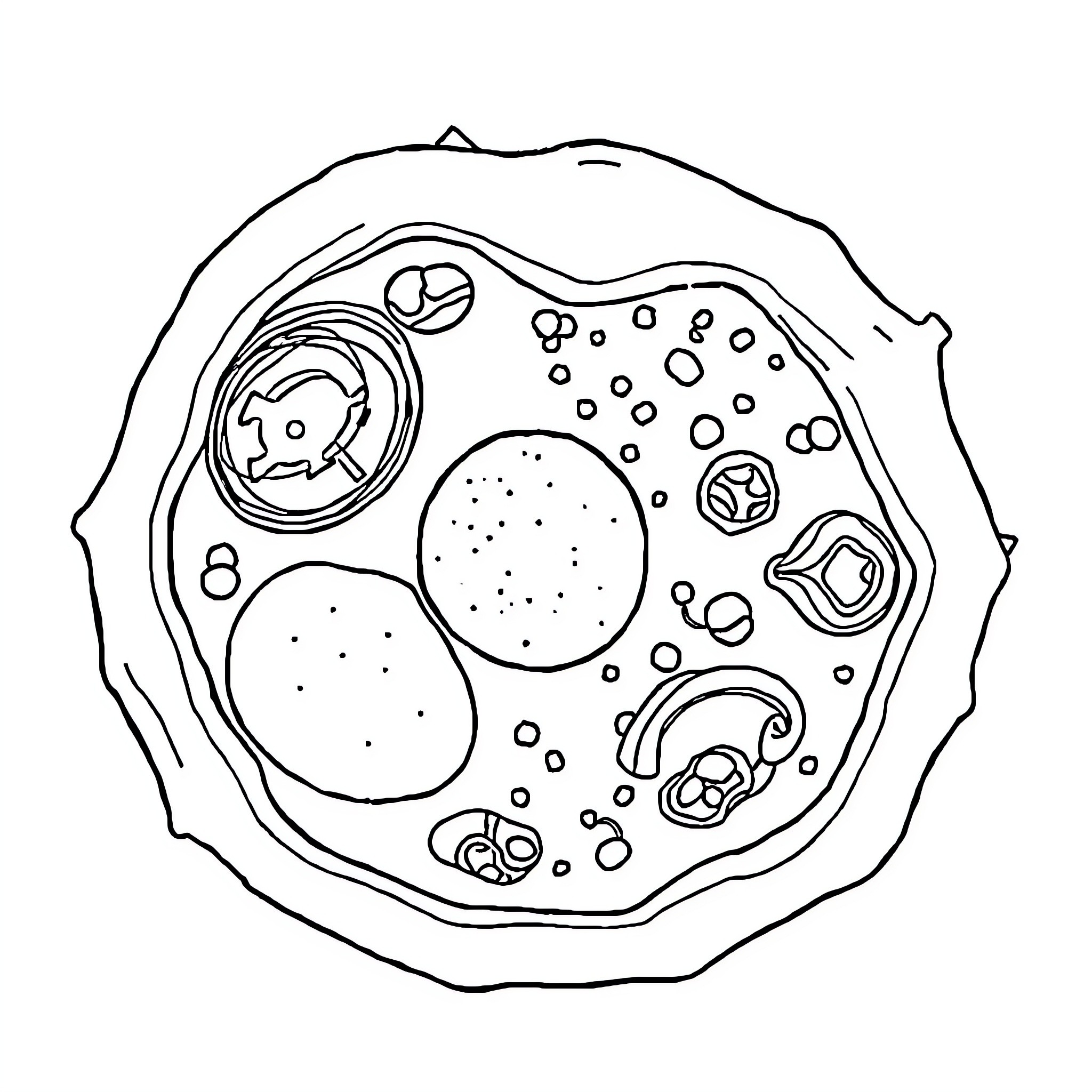 Cell Cross-Section Illustration Coloring Page (free black-and-white line drawing printable PDF for all, from beginners to advanced learners, including children, teens, adults, and seniors)
