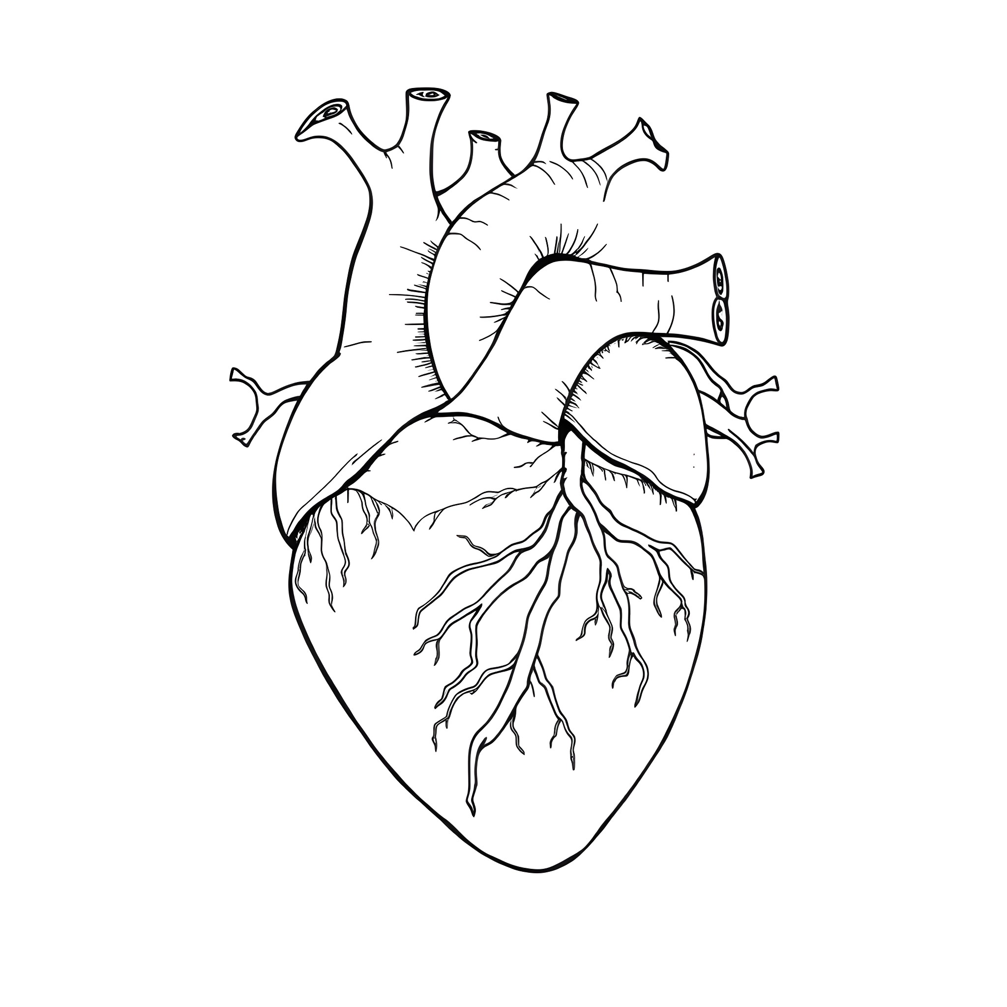 Heart Anatomy Sketch Coloring Page (free black-and-white line drawing printable PDF for all, from beginners to advanced learners, including children, teens, adults, and seniors)
