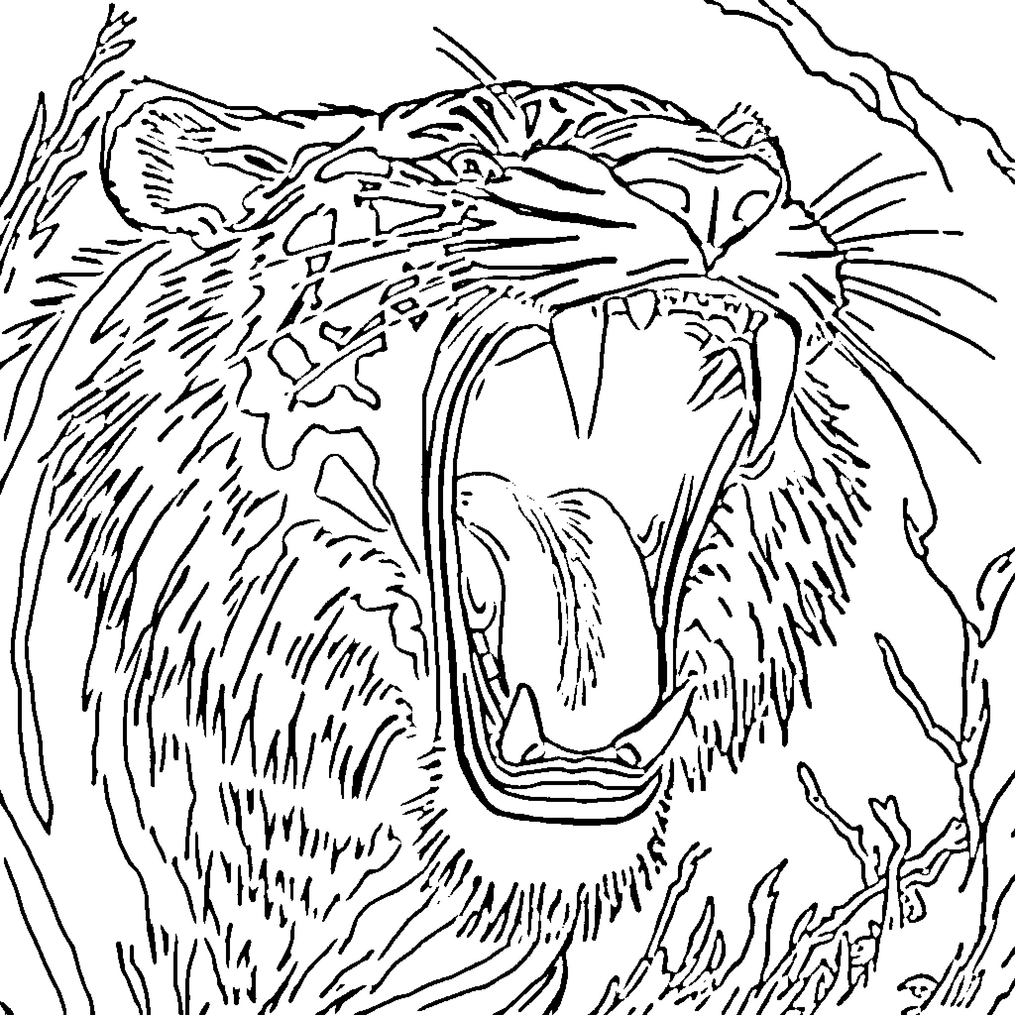 Saber Tooth Tiger Snarling Ferociously Coloring Page (free black-and-white line drawing printable PDF for all, from beginners to advanced learners, including children, teens, adults, and seniors)