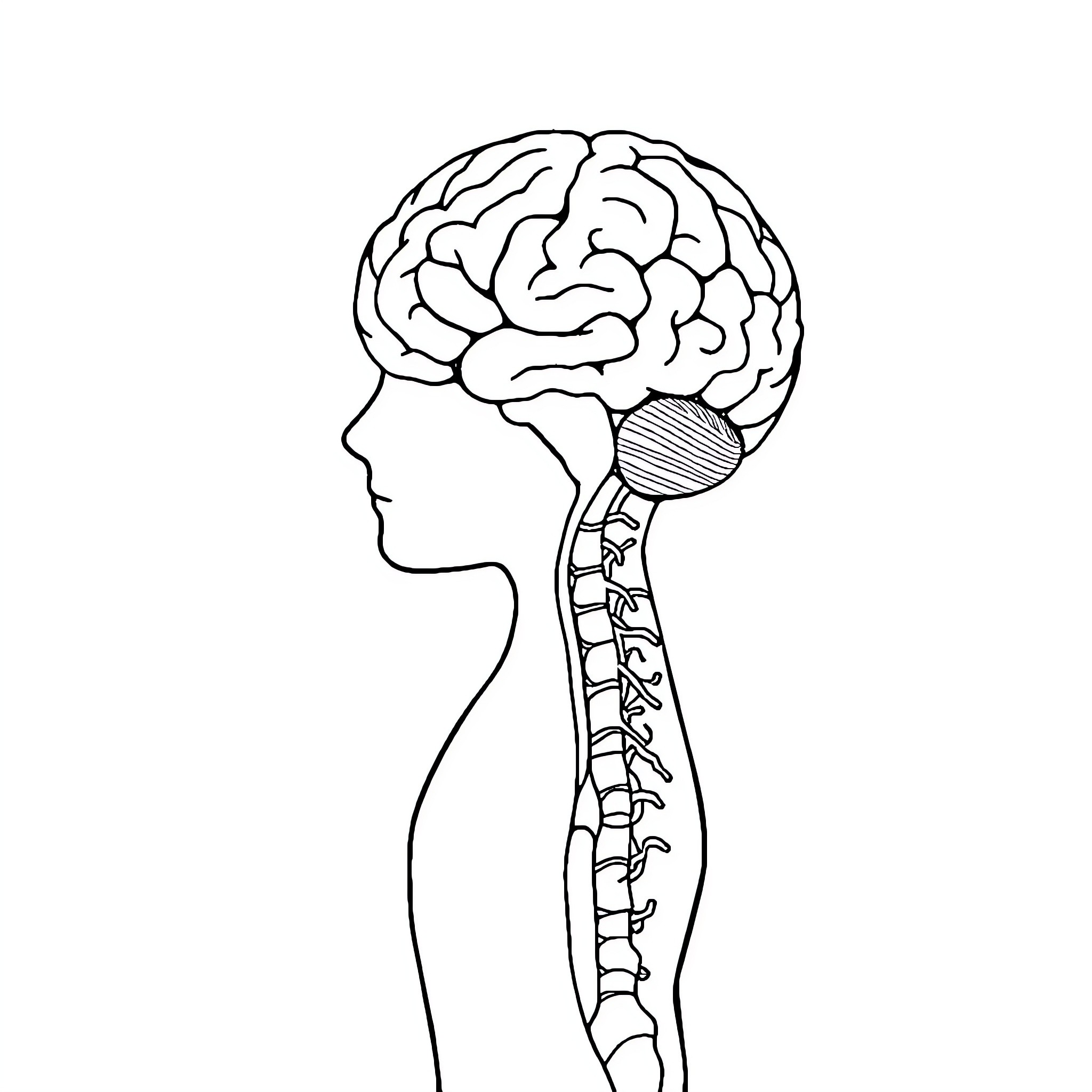 Human Body Anatomy Diagram with Brain and Spine Coloring Page (free black-and-white line drawing printable PDF for all, from beginners to advanced learners, including children, teens, adults, and seniors)